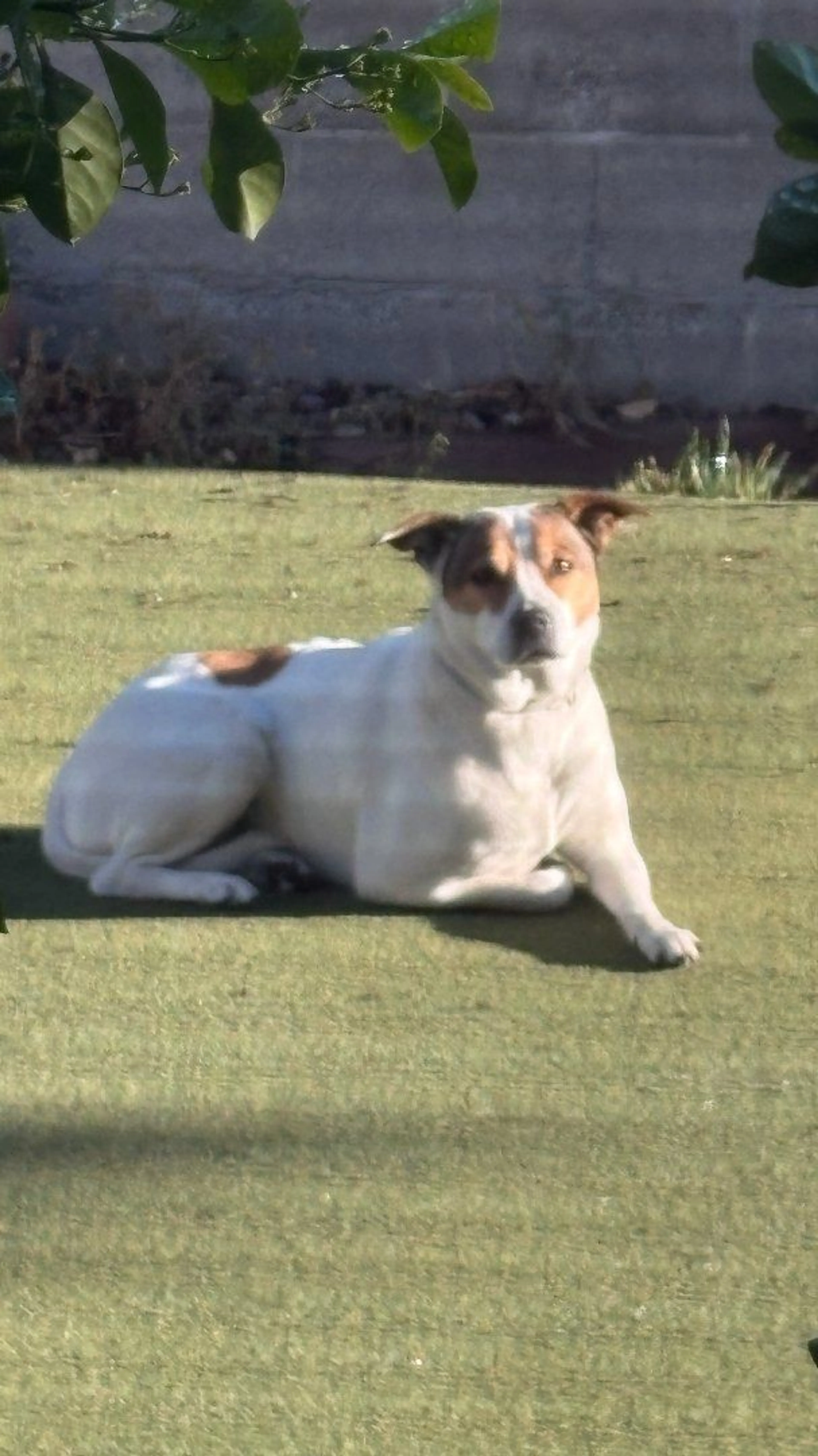 Lost pet