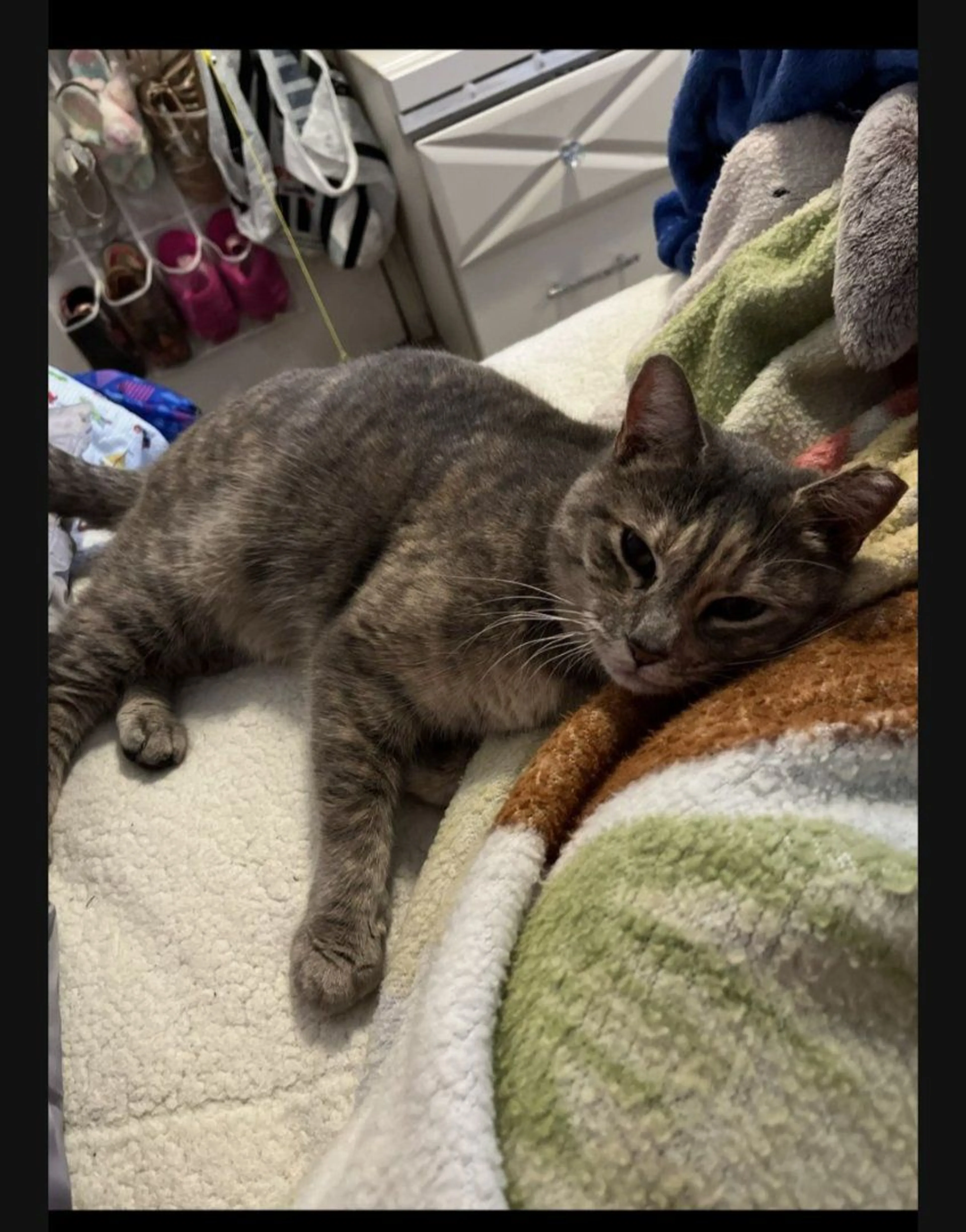 Lost pet-0