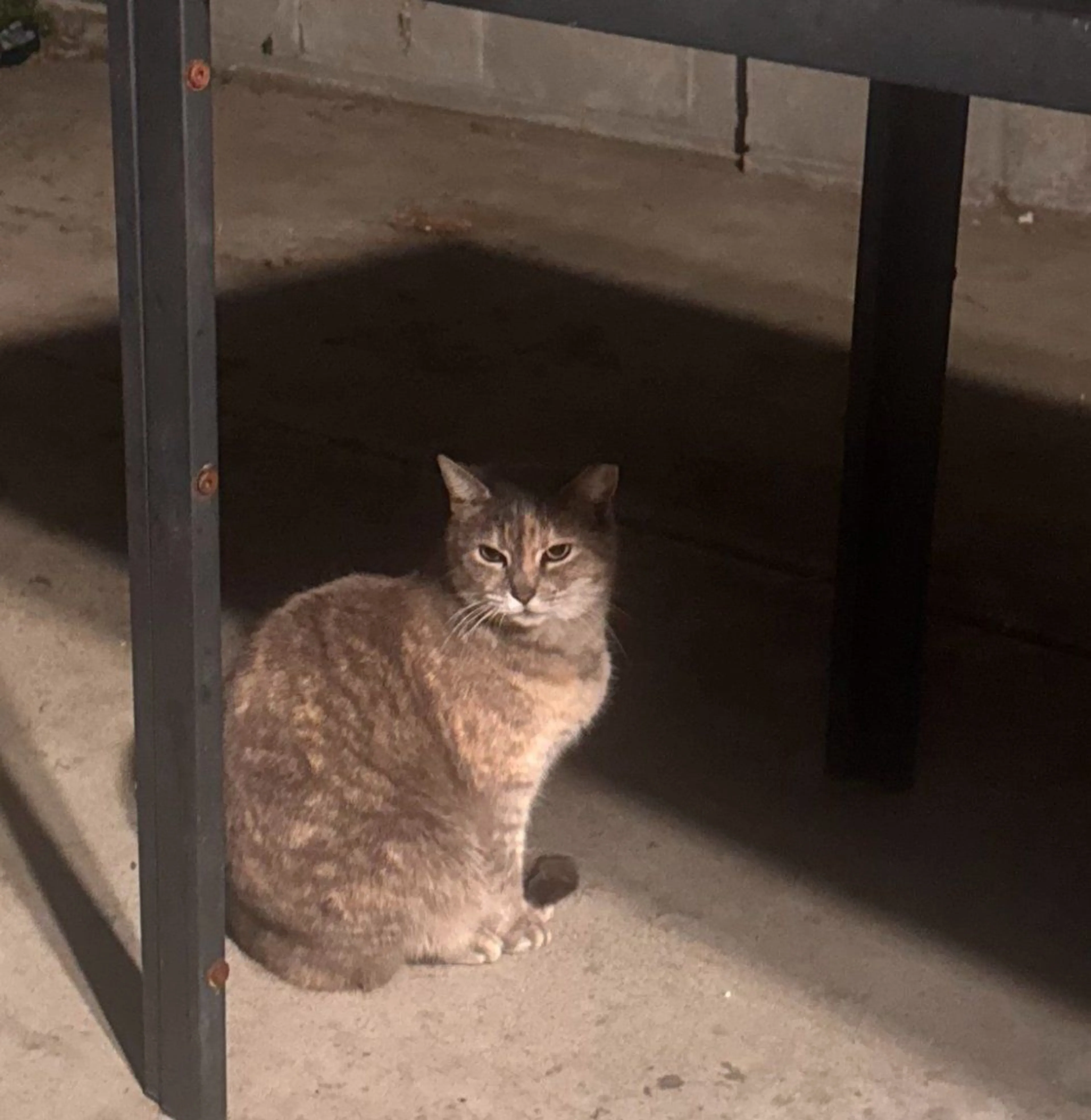 Lost pet-1