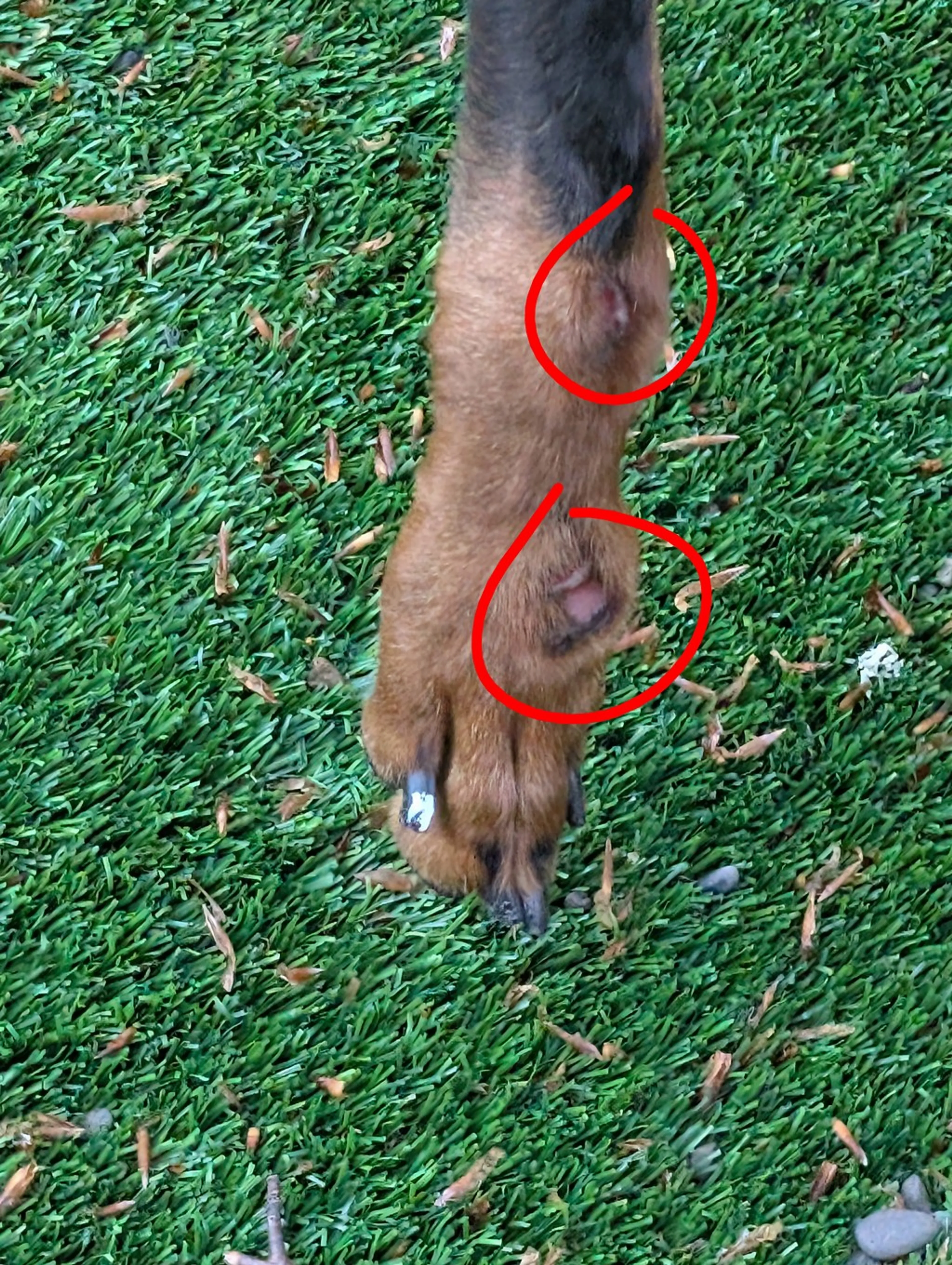 Found pet-2