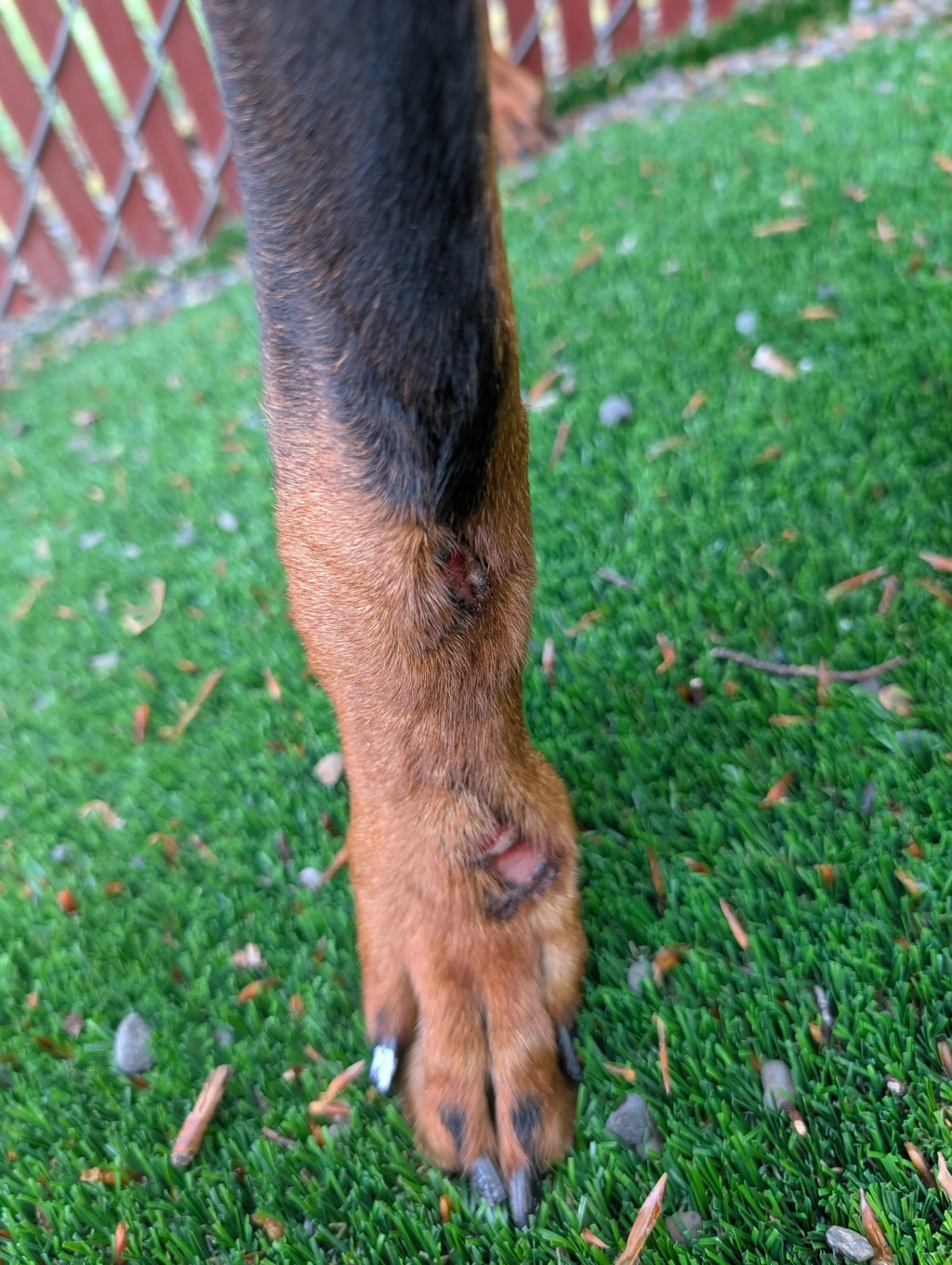 Found pet-1