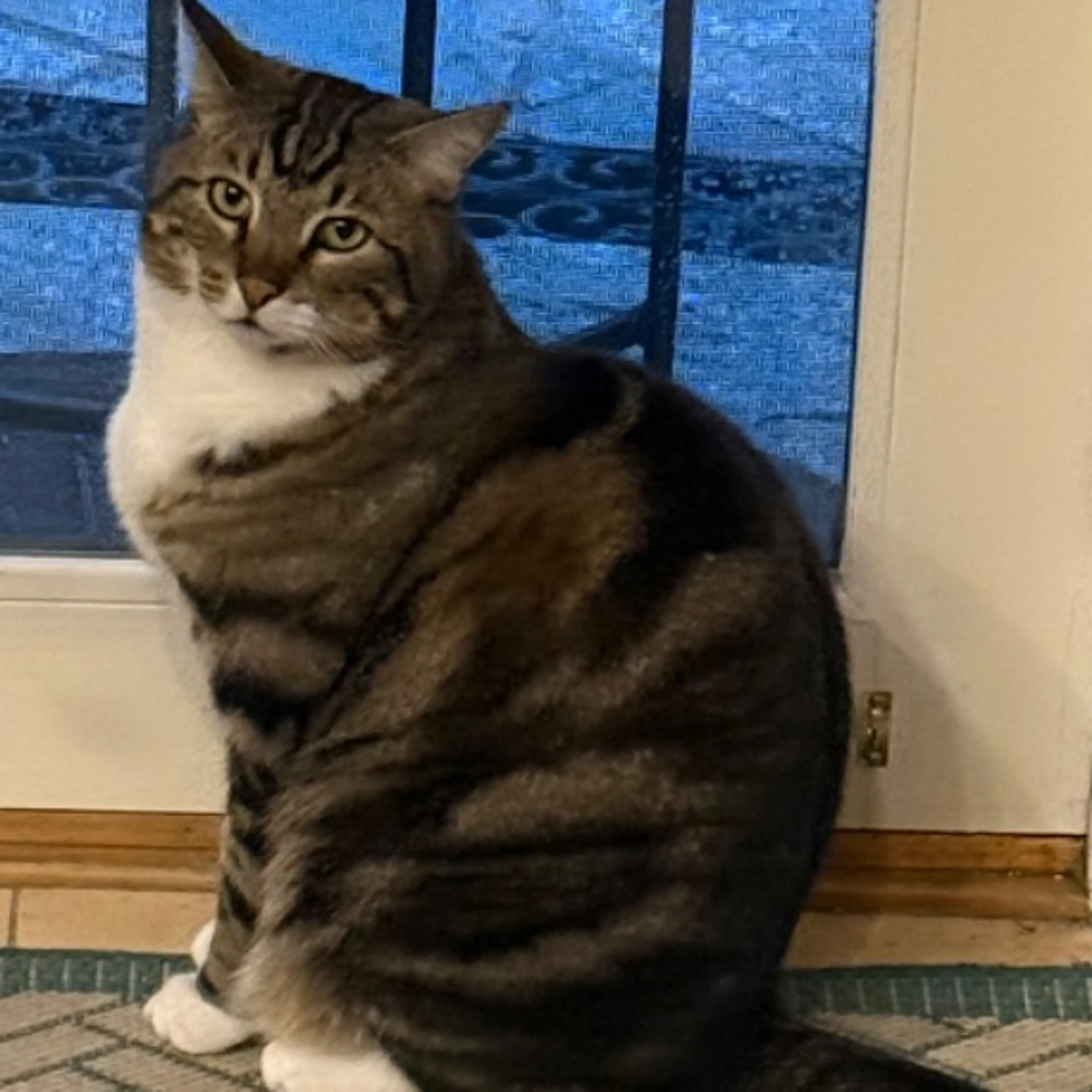 Lost pet