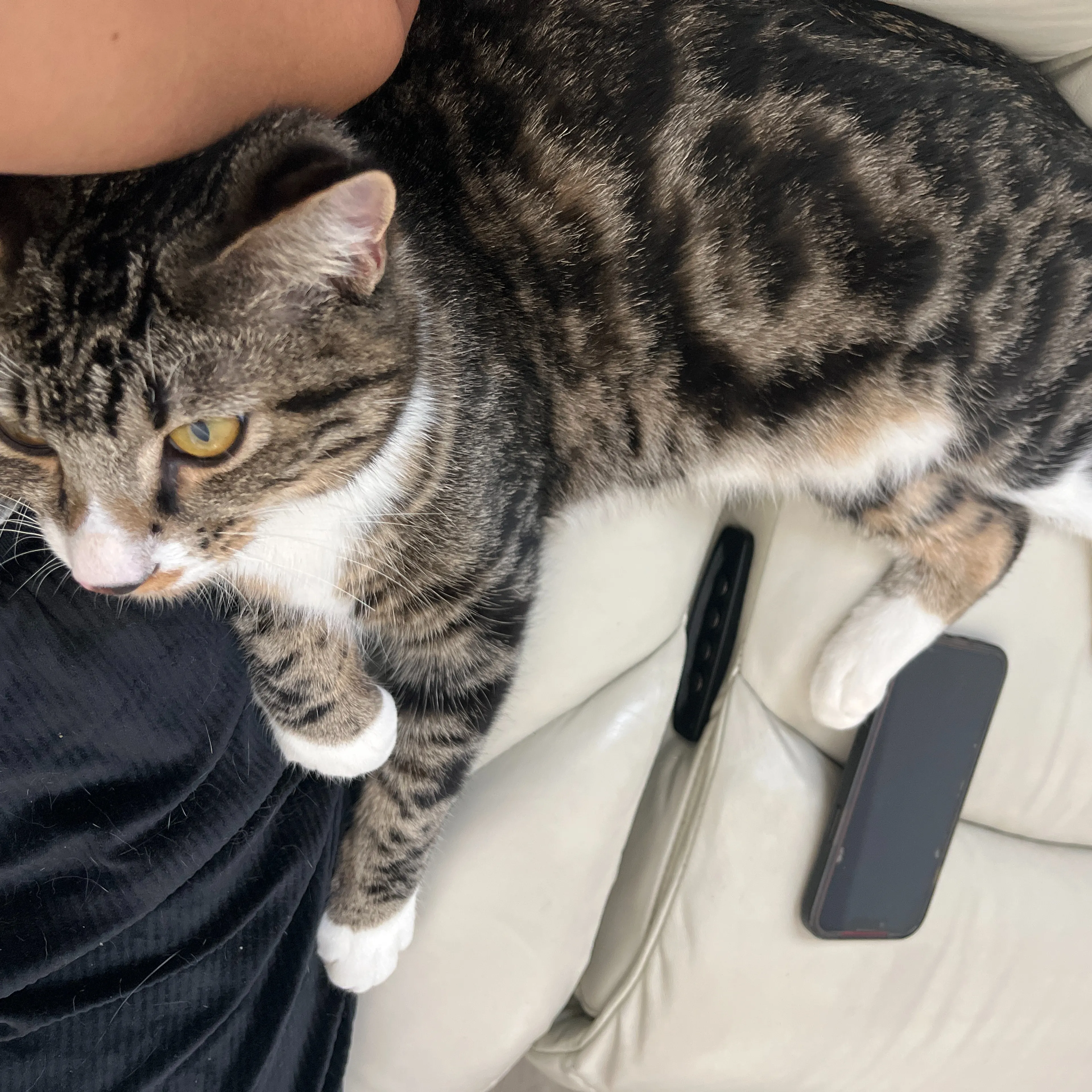 Lost pet-1