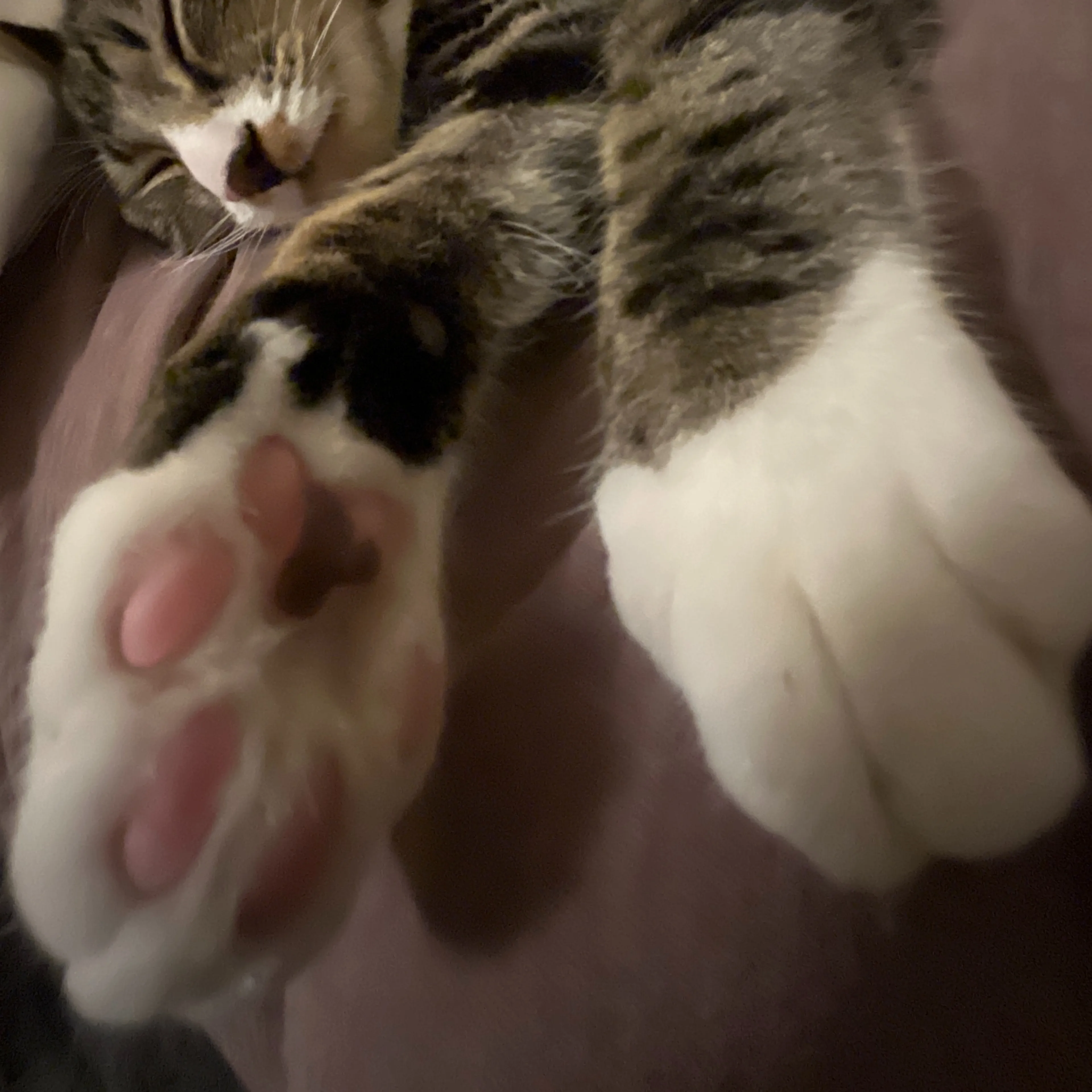 Lost pet-2