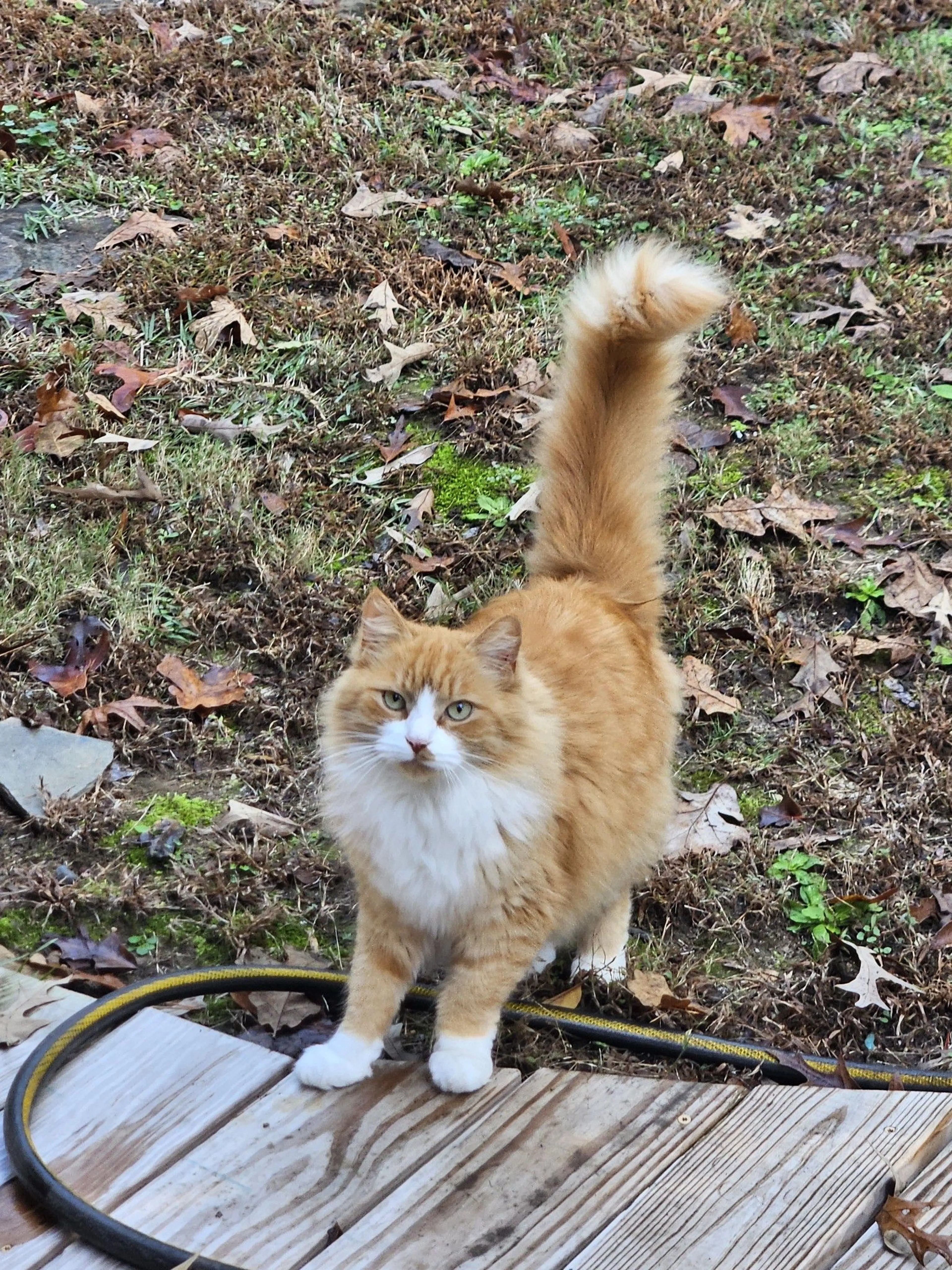 Lost pet-2