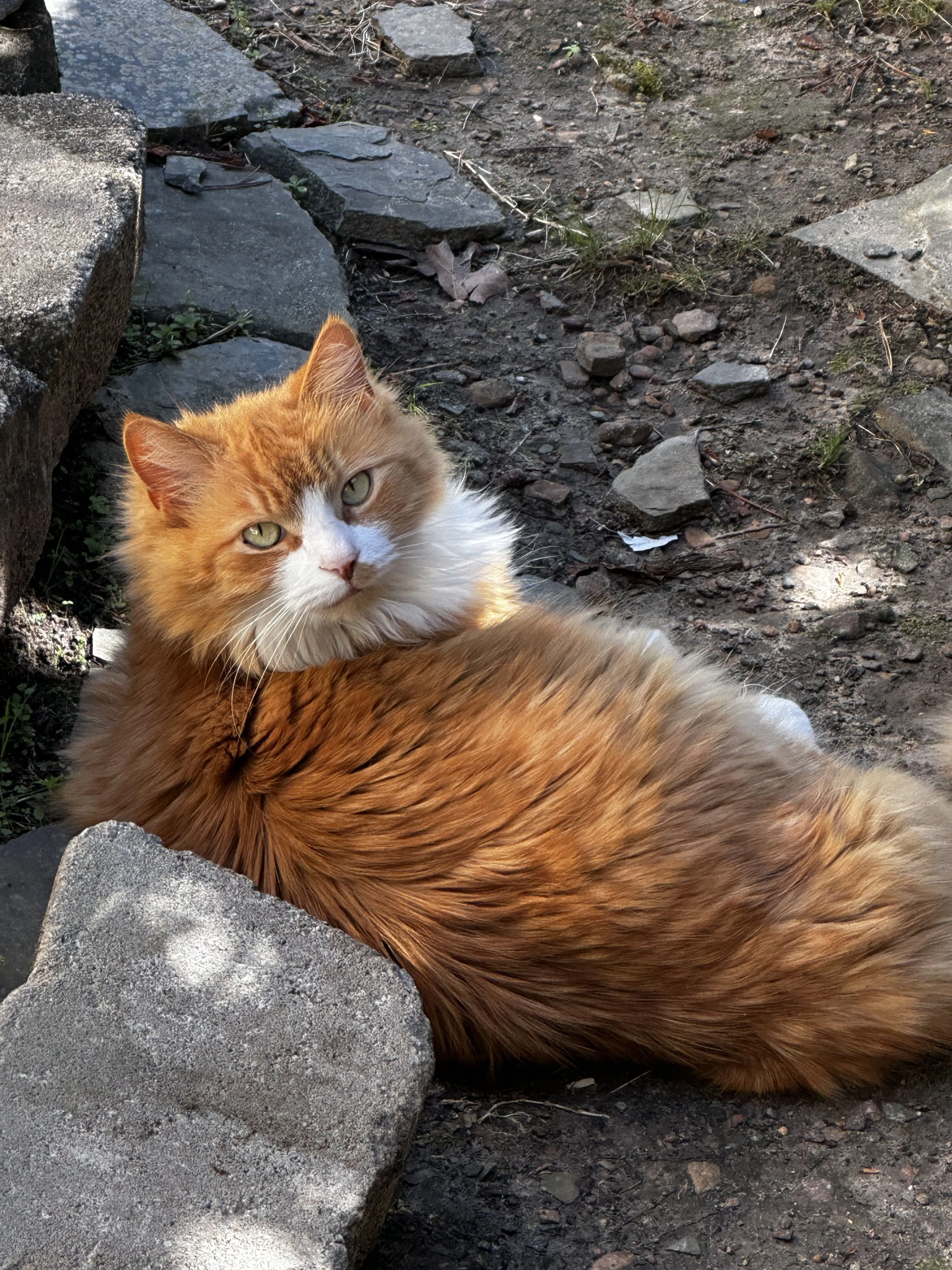 Lost pet-1