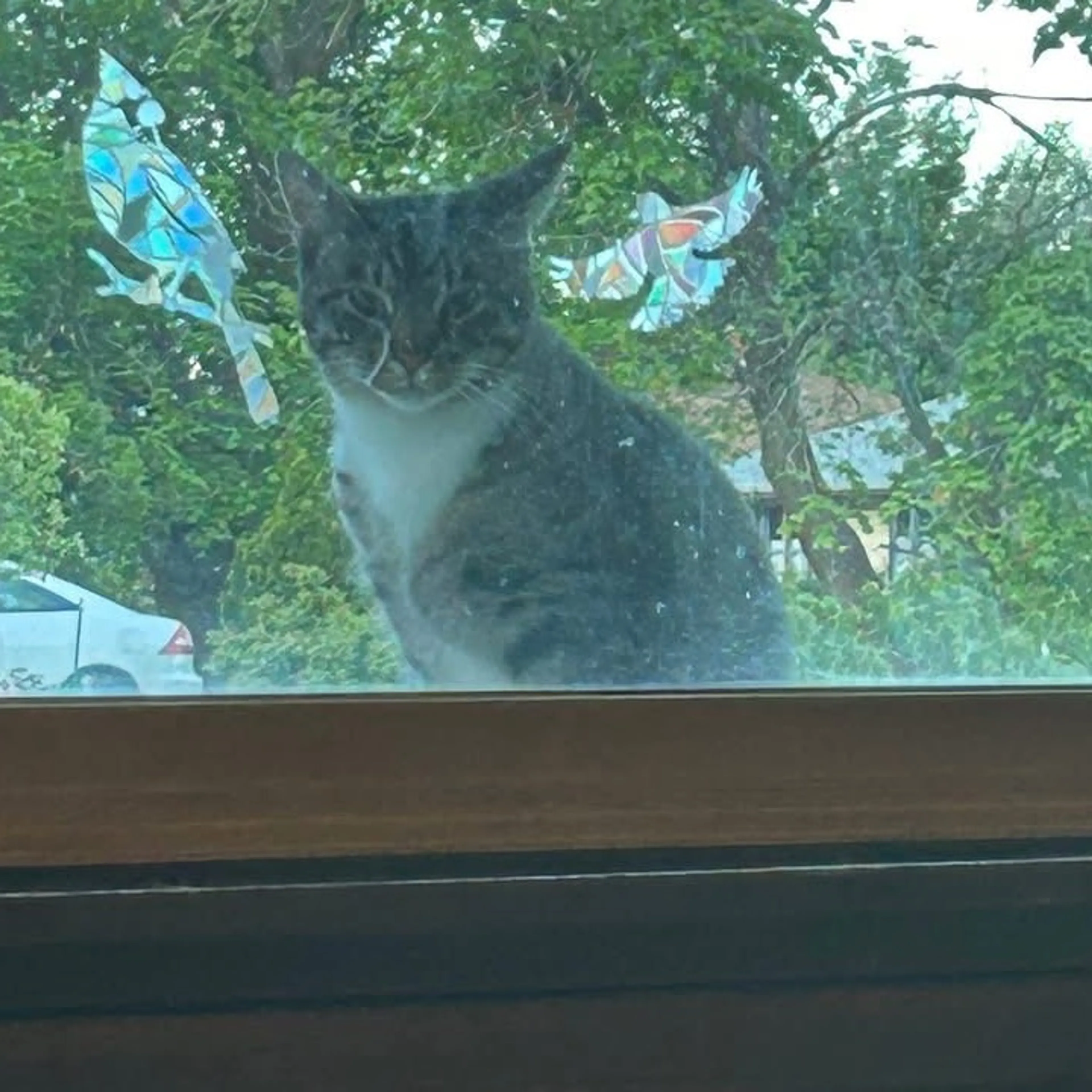 Found pet
