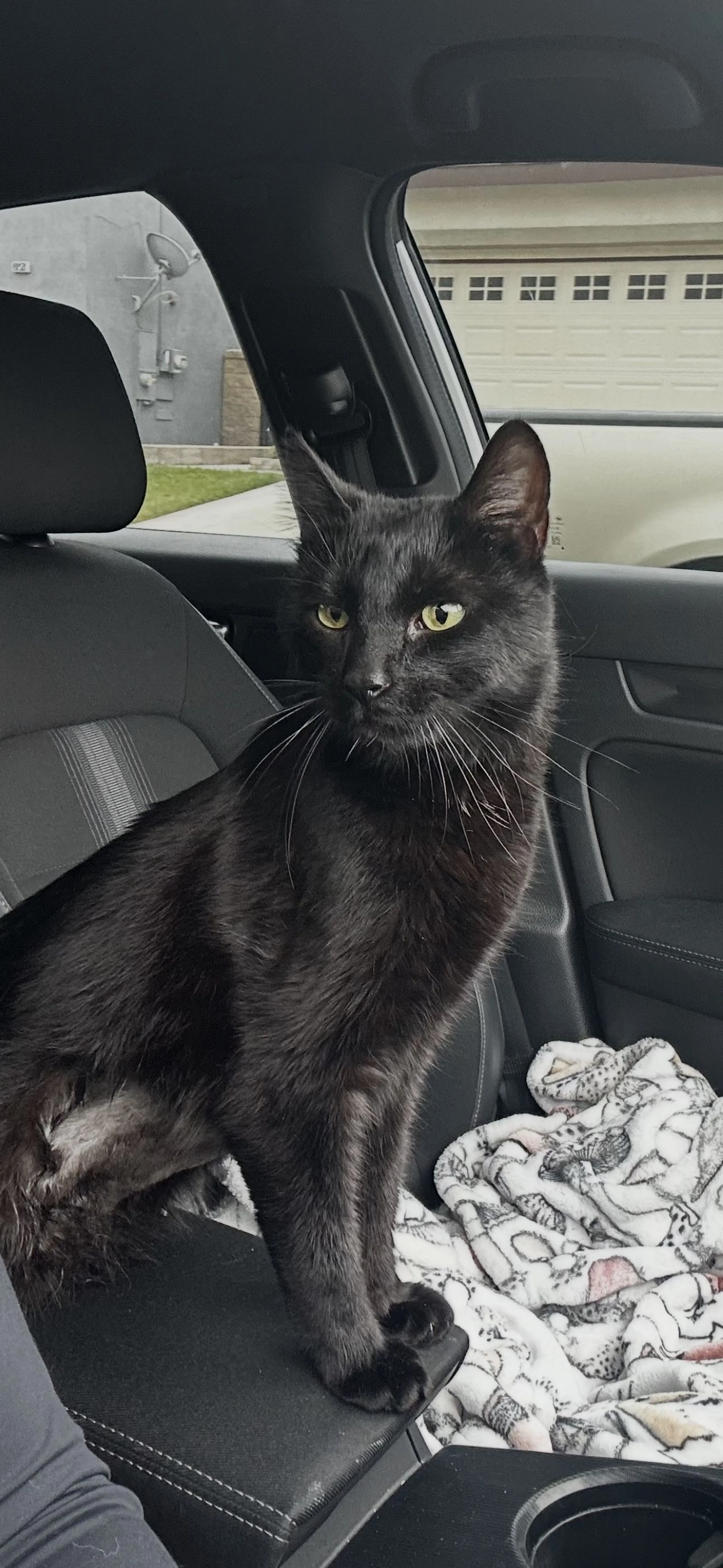 Lost pet-0