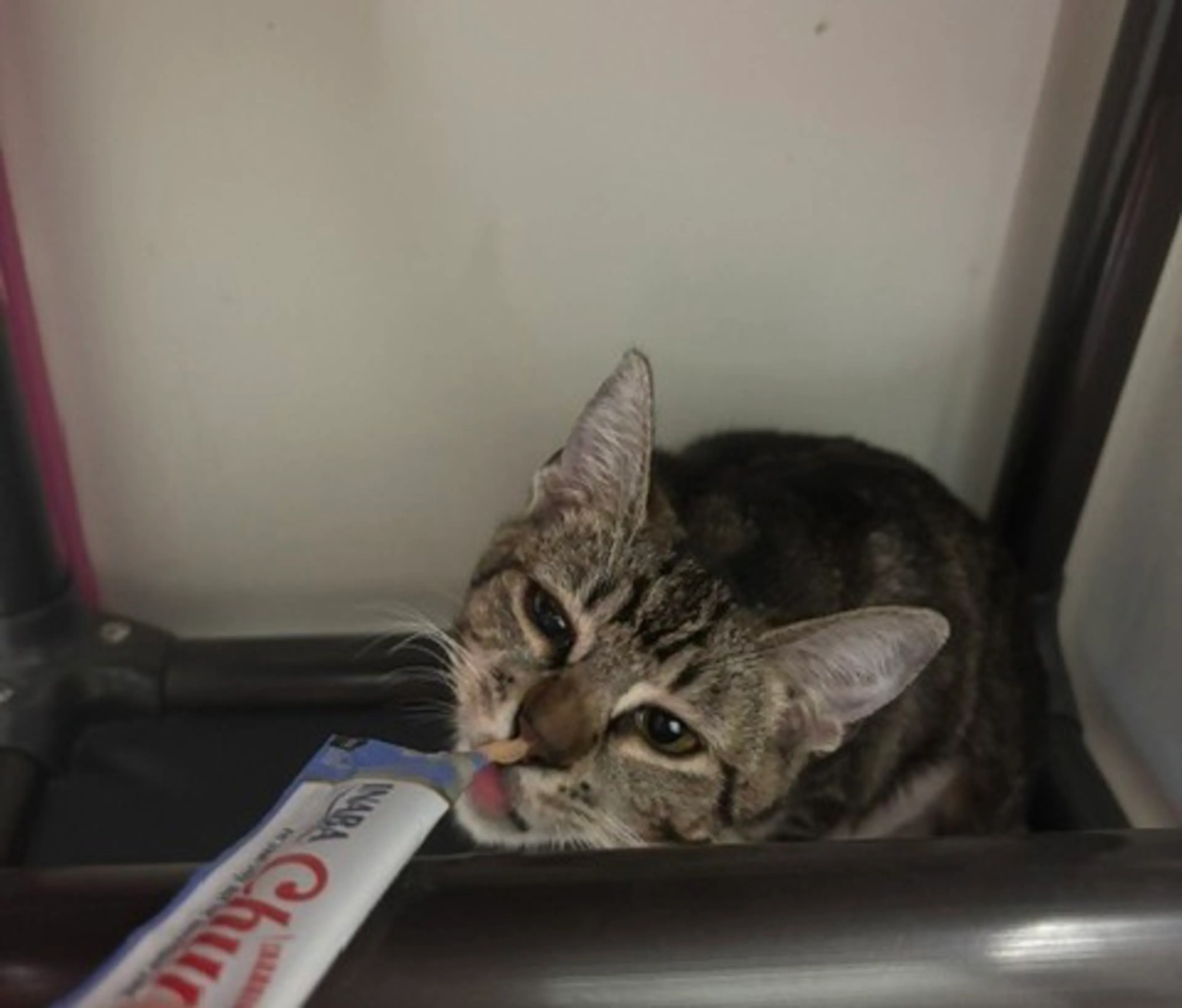 Found pet-1