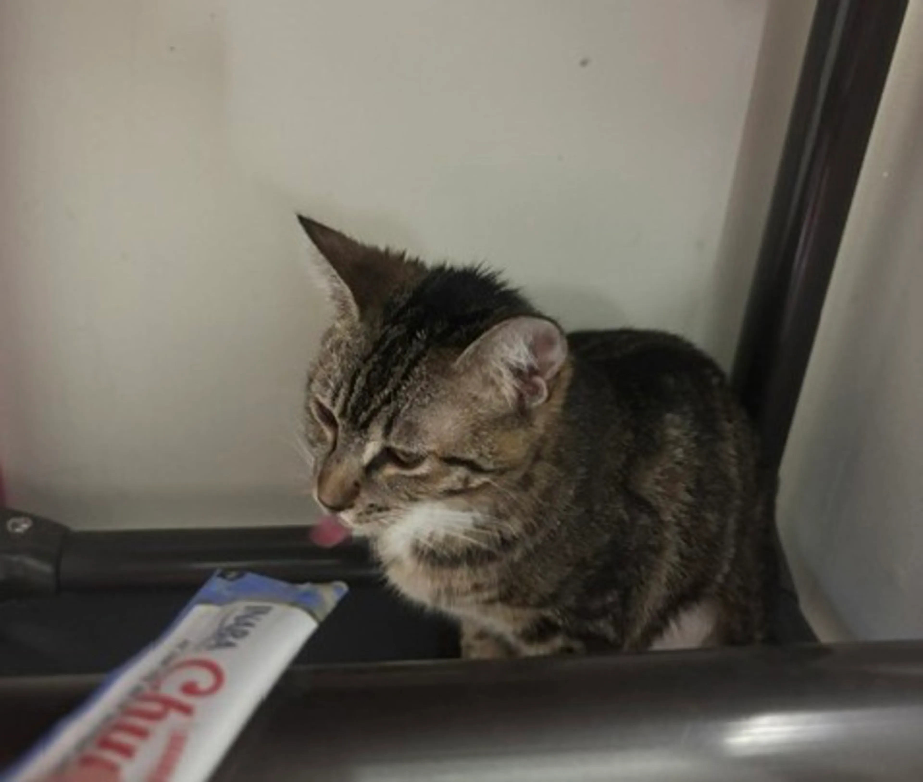 Found pet-2