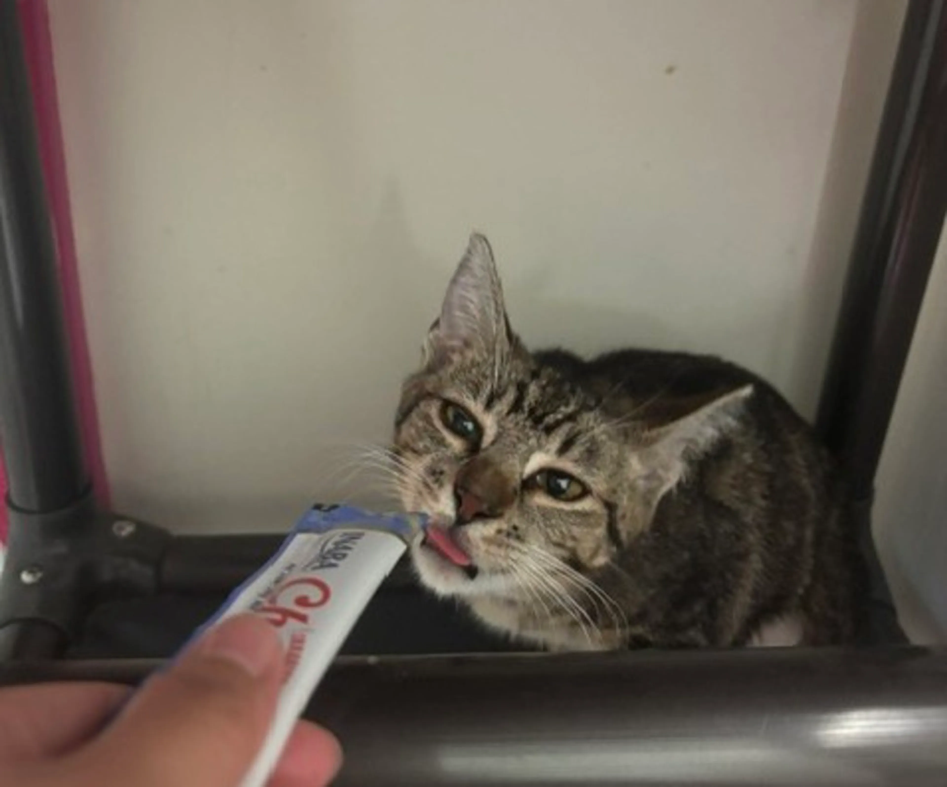 Found pet-3