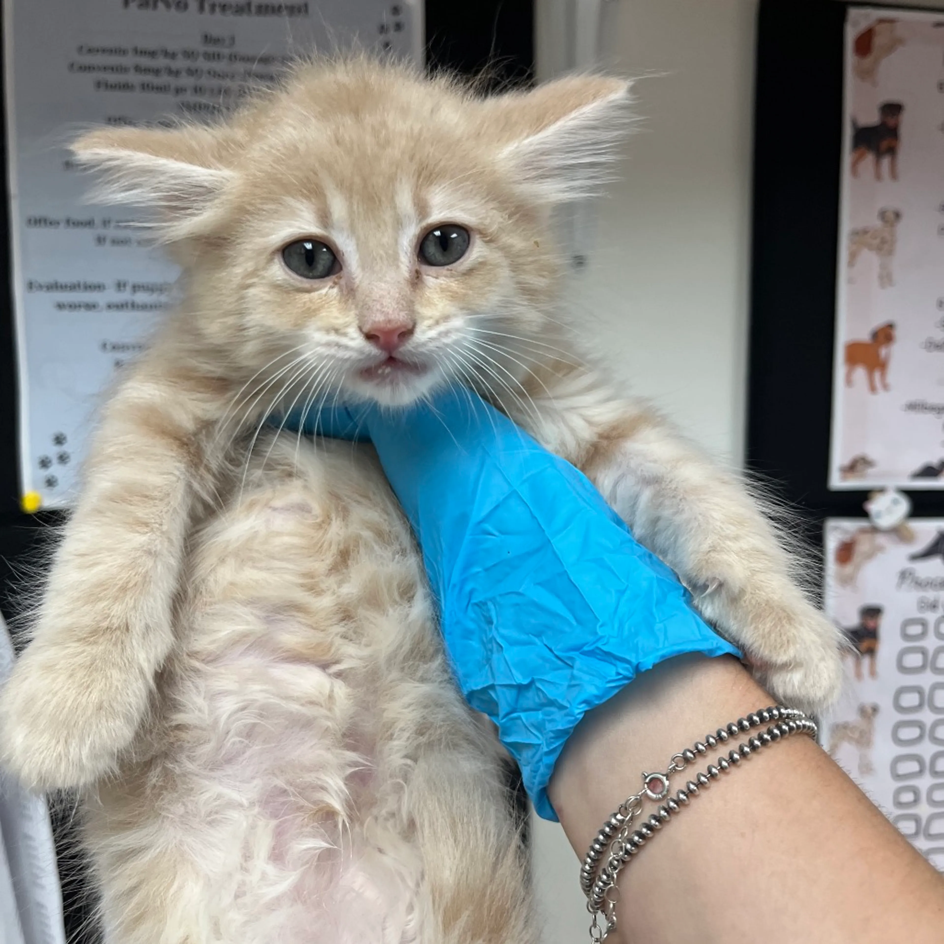 Found pet