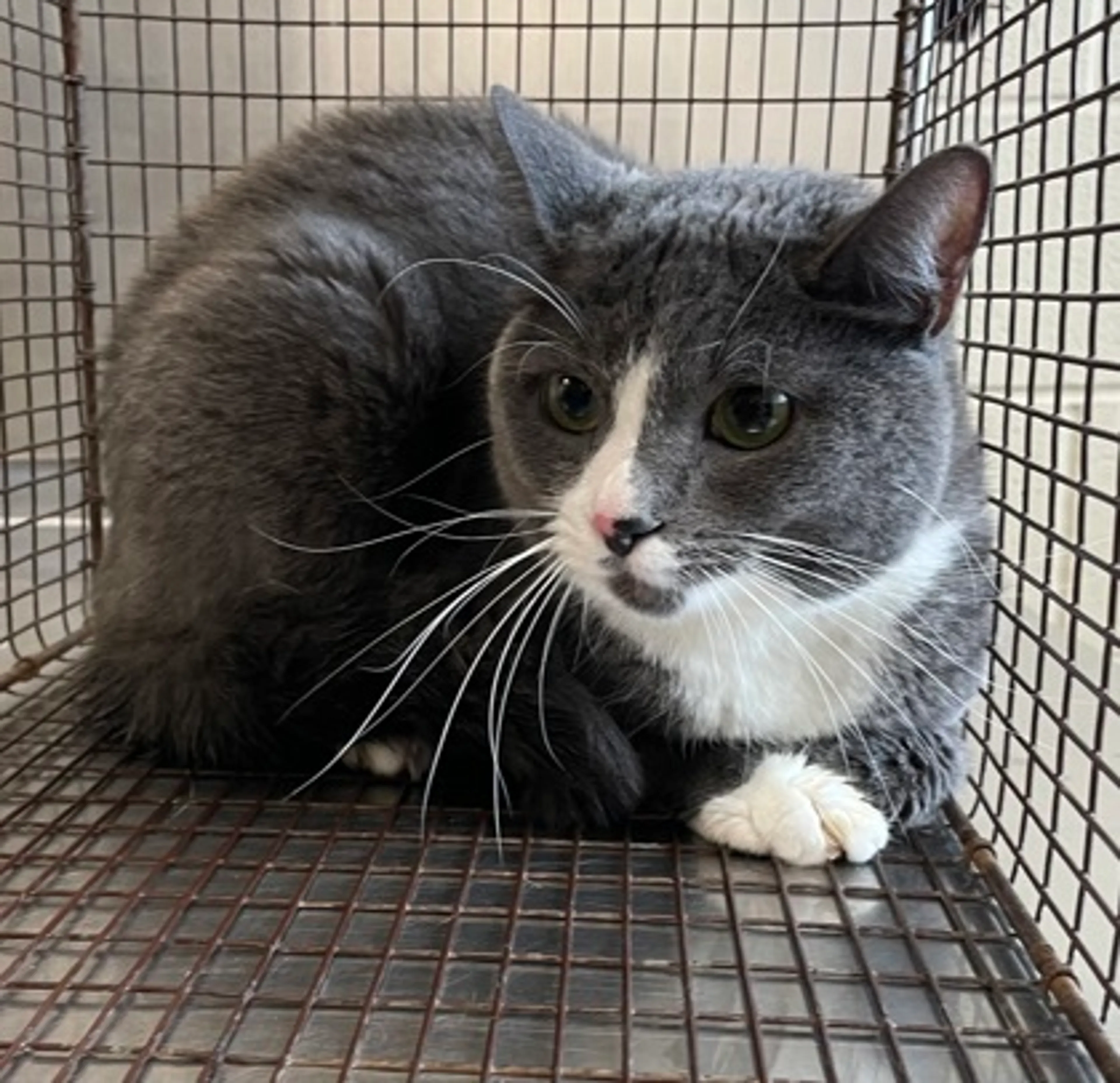 Found pet