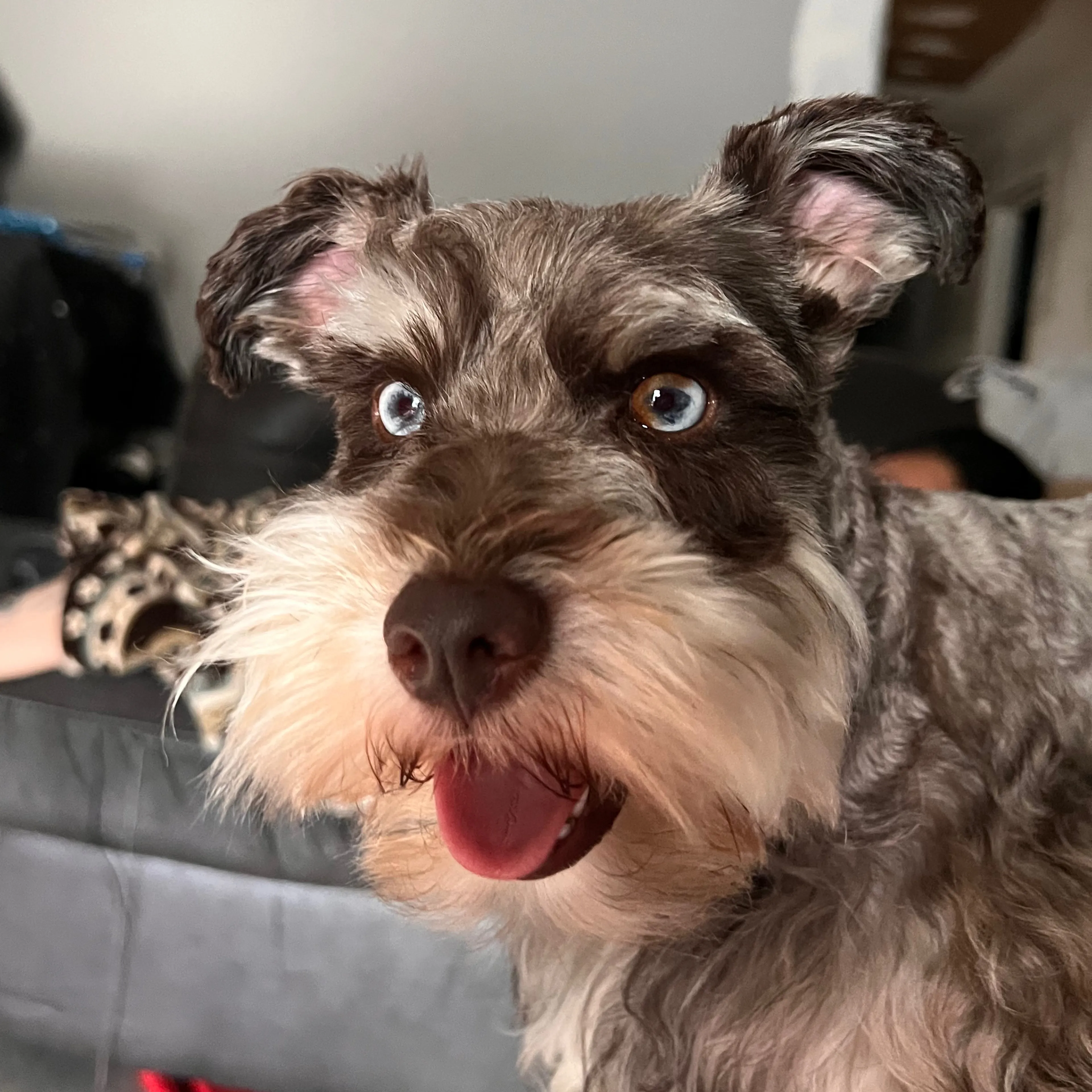 Lost pet-2