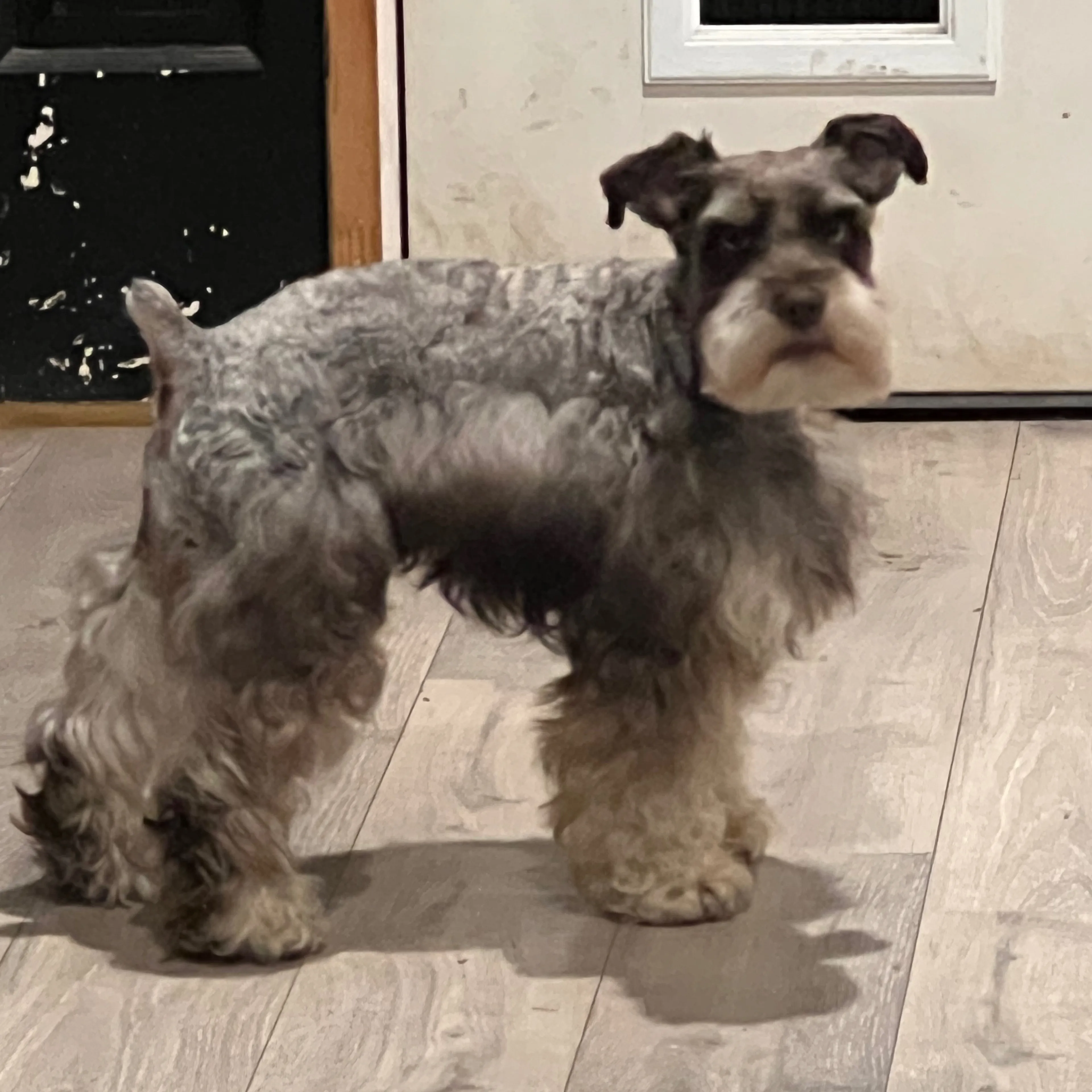 Lost pet-1