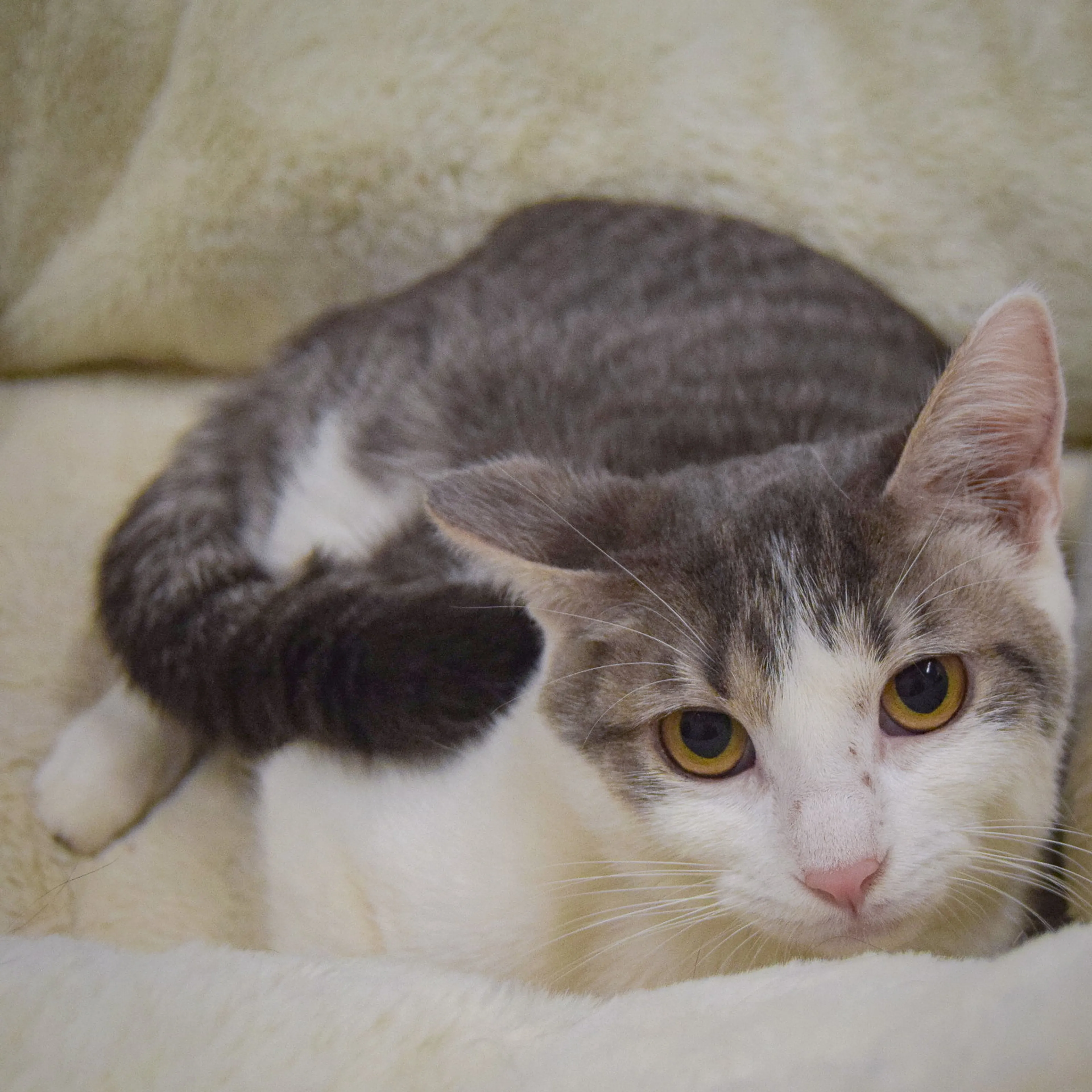 Found pet-1