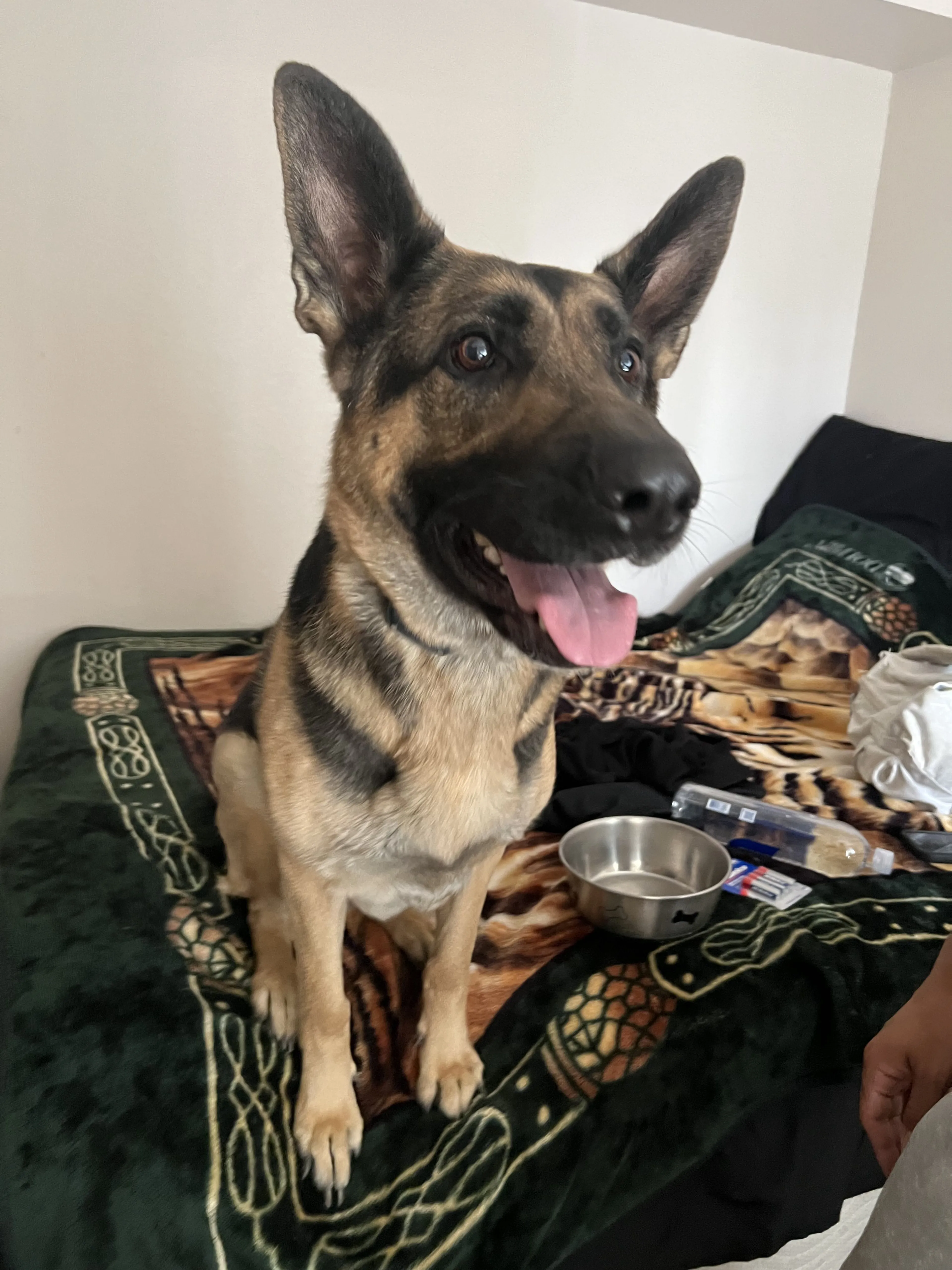 Lost pet-1