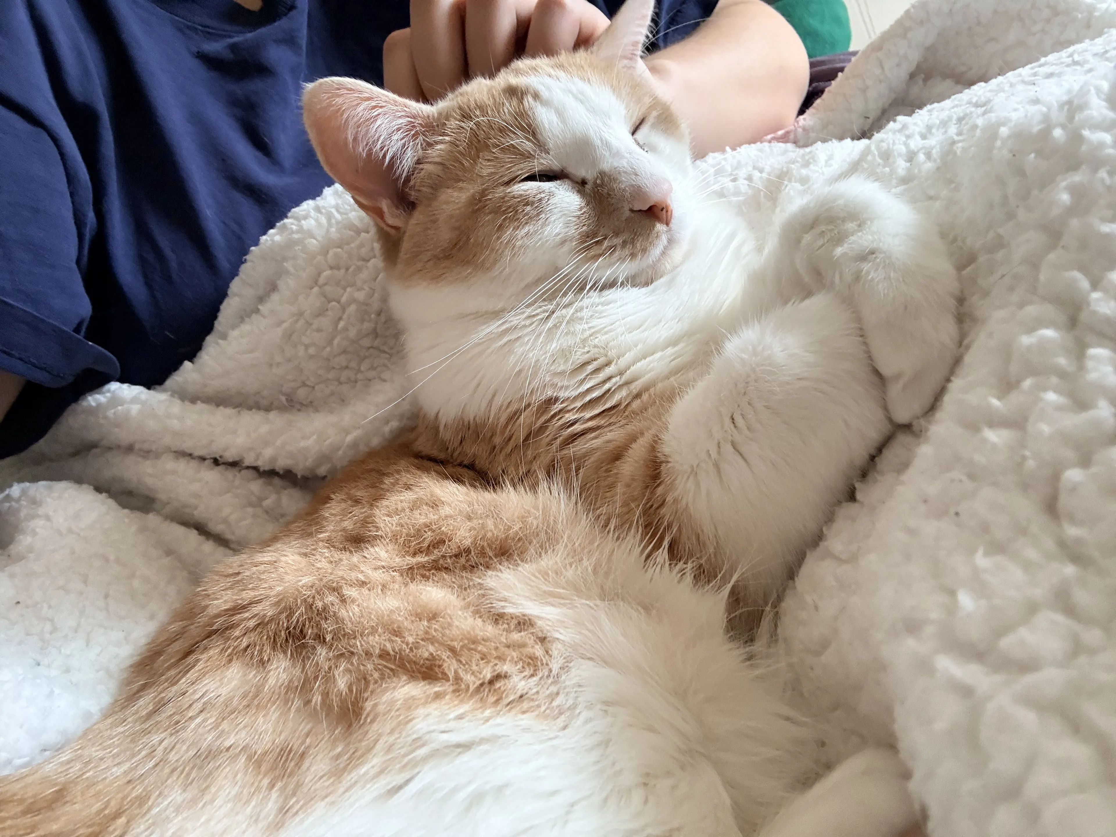 Lost pet-2