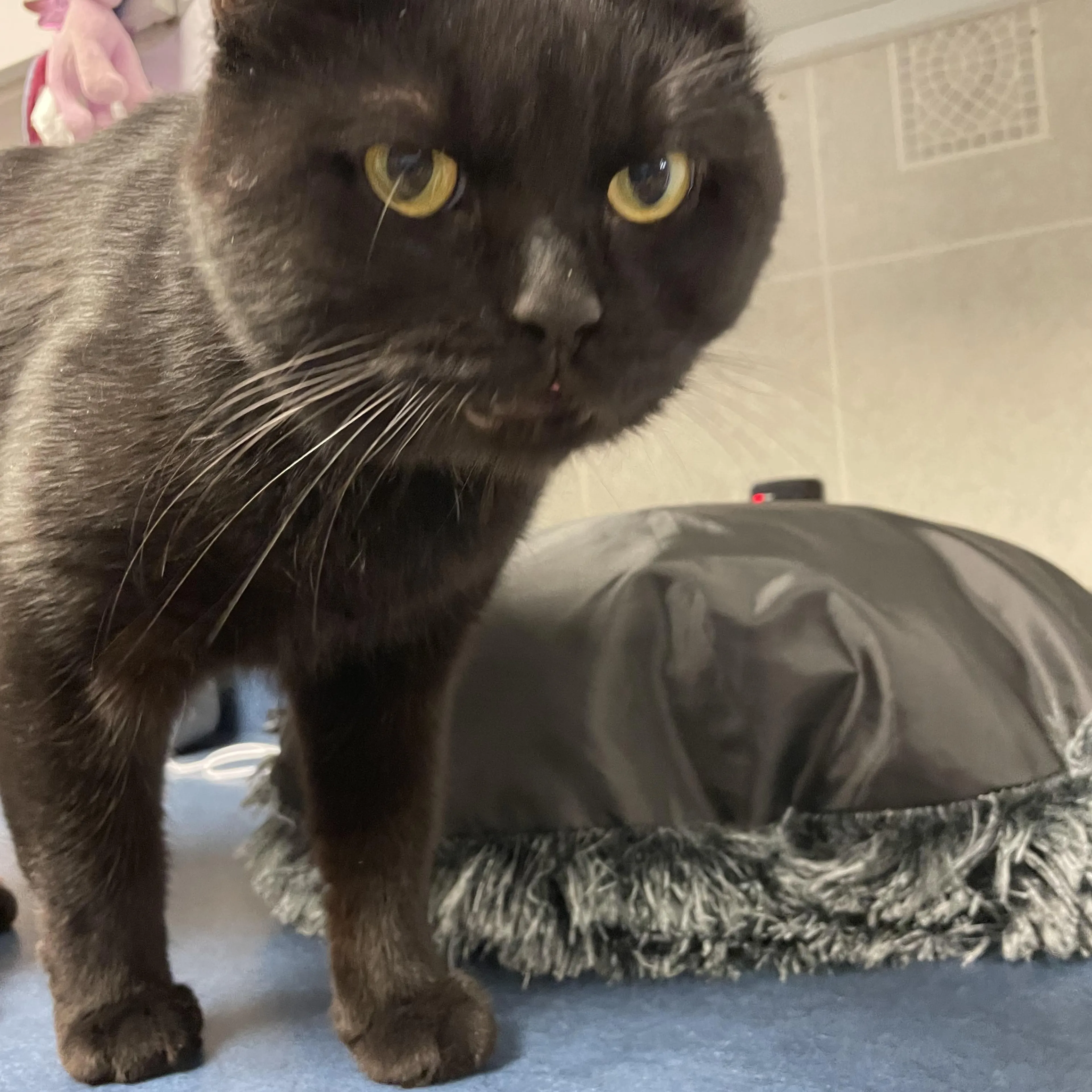 Found pet-1