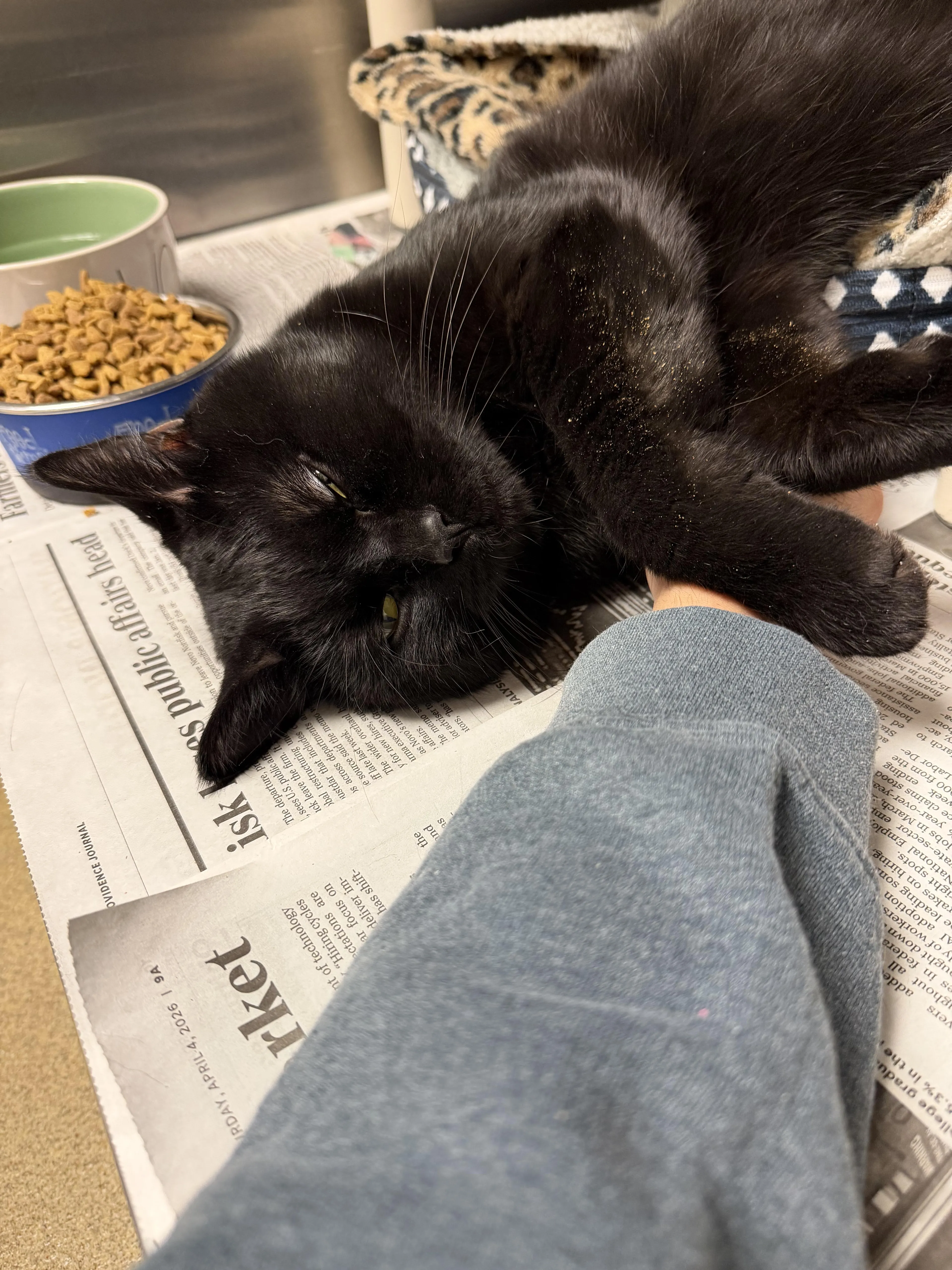 Found pet-3