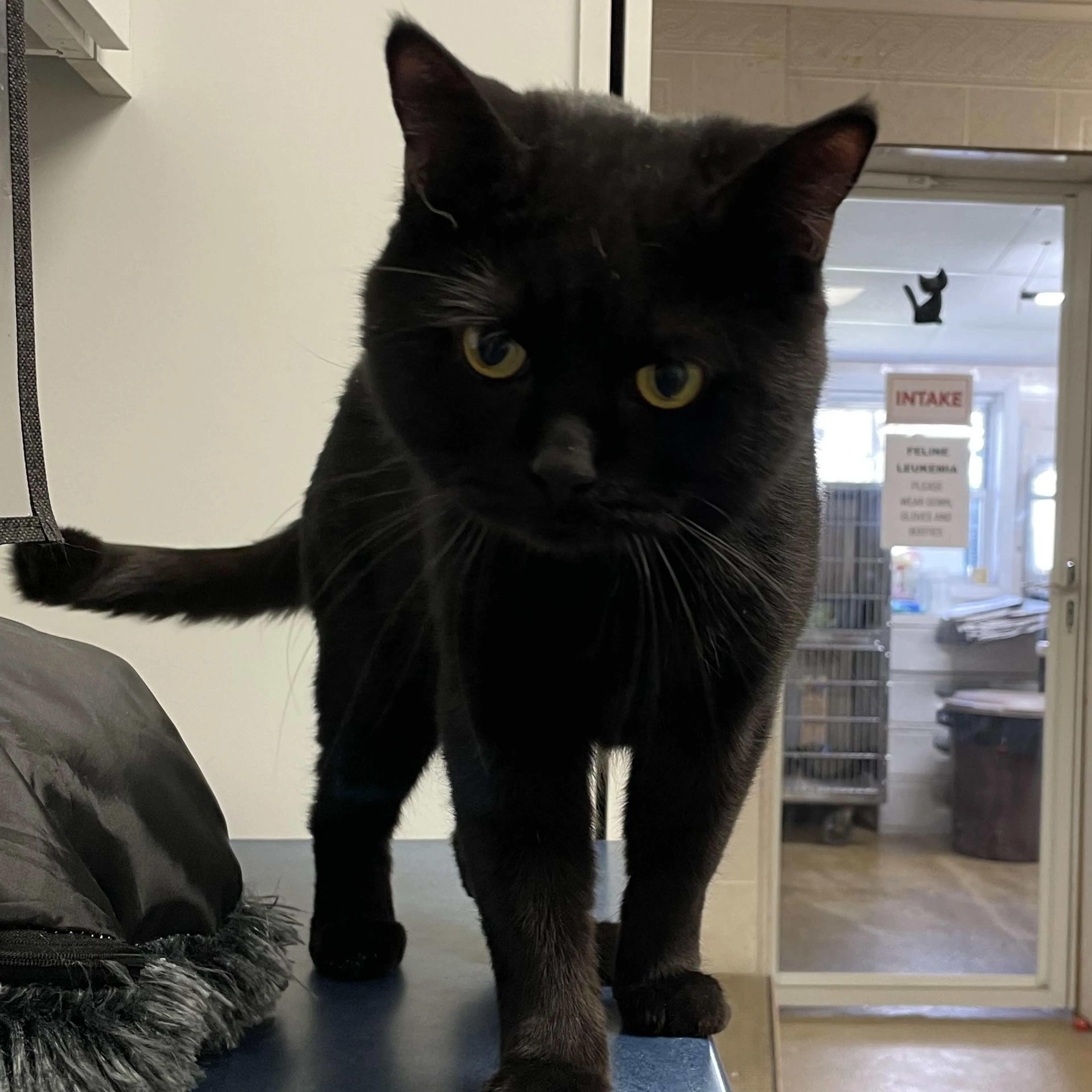 Found pet-2