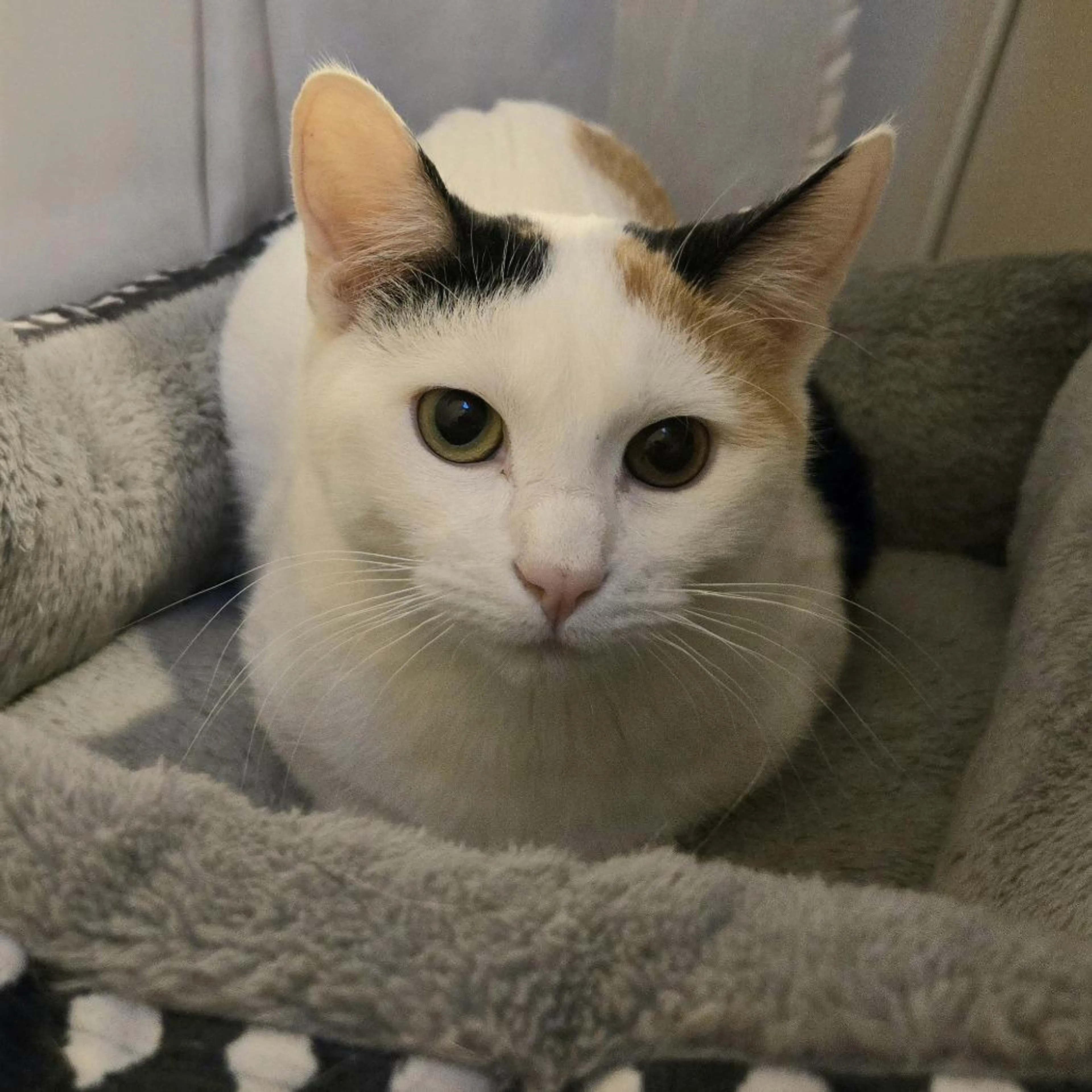 Found pet-2