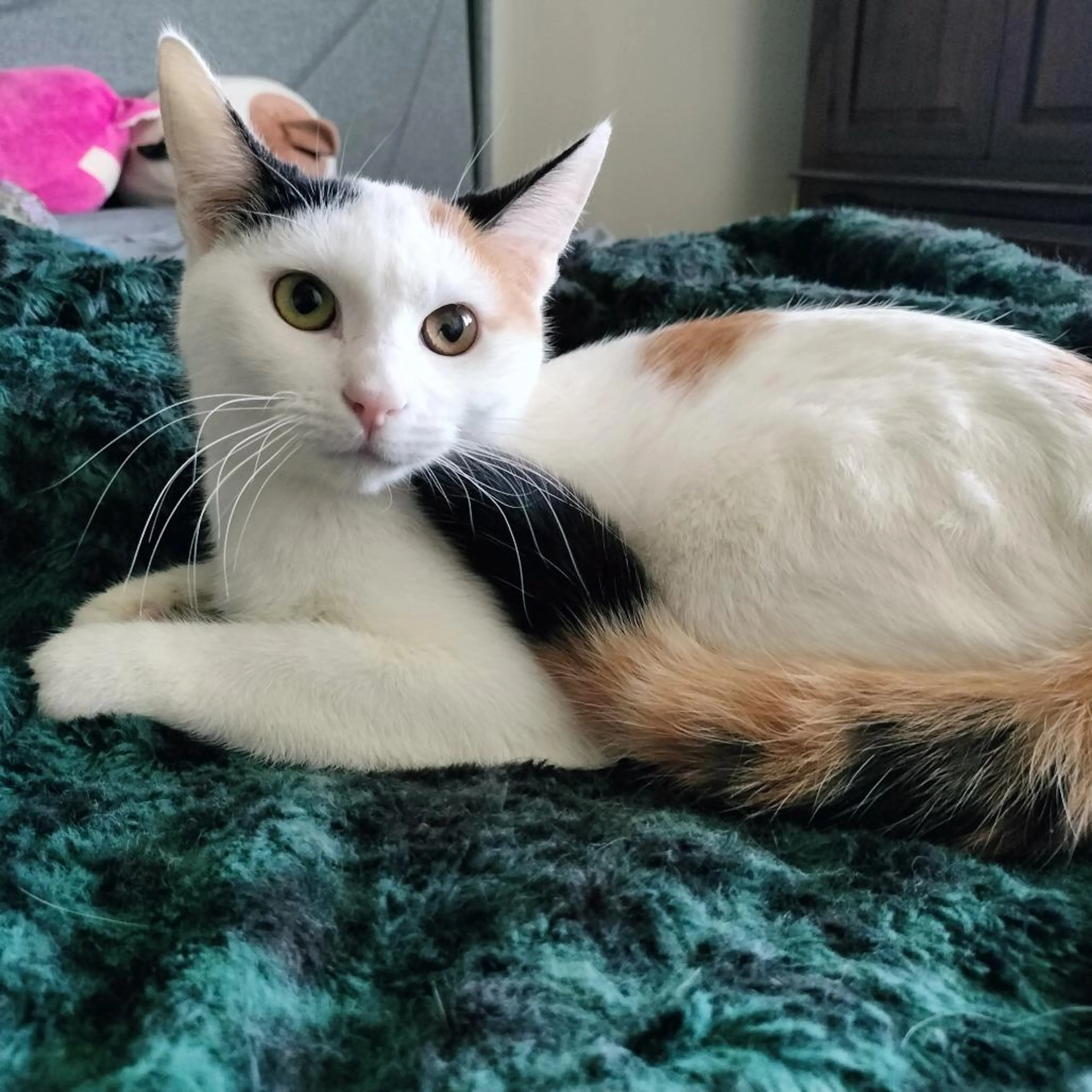 Found pet-0