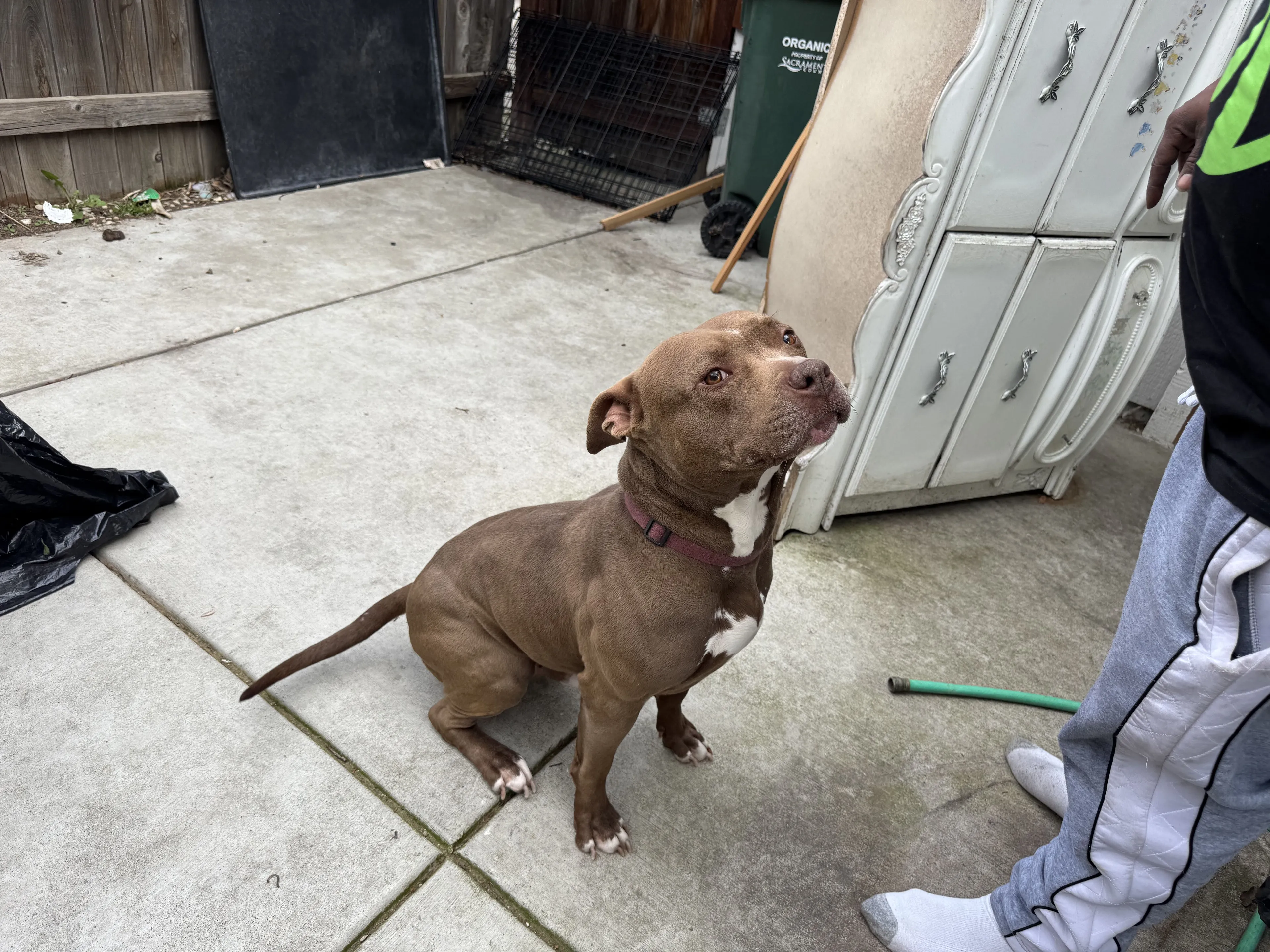 Lost pet-1