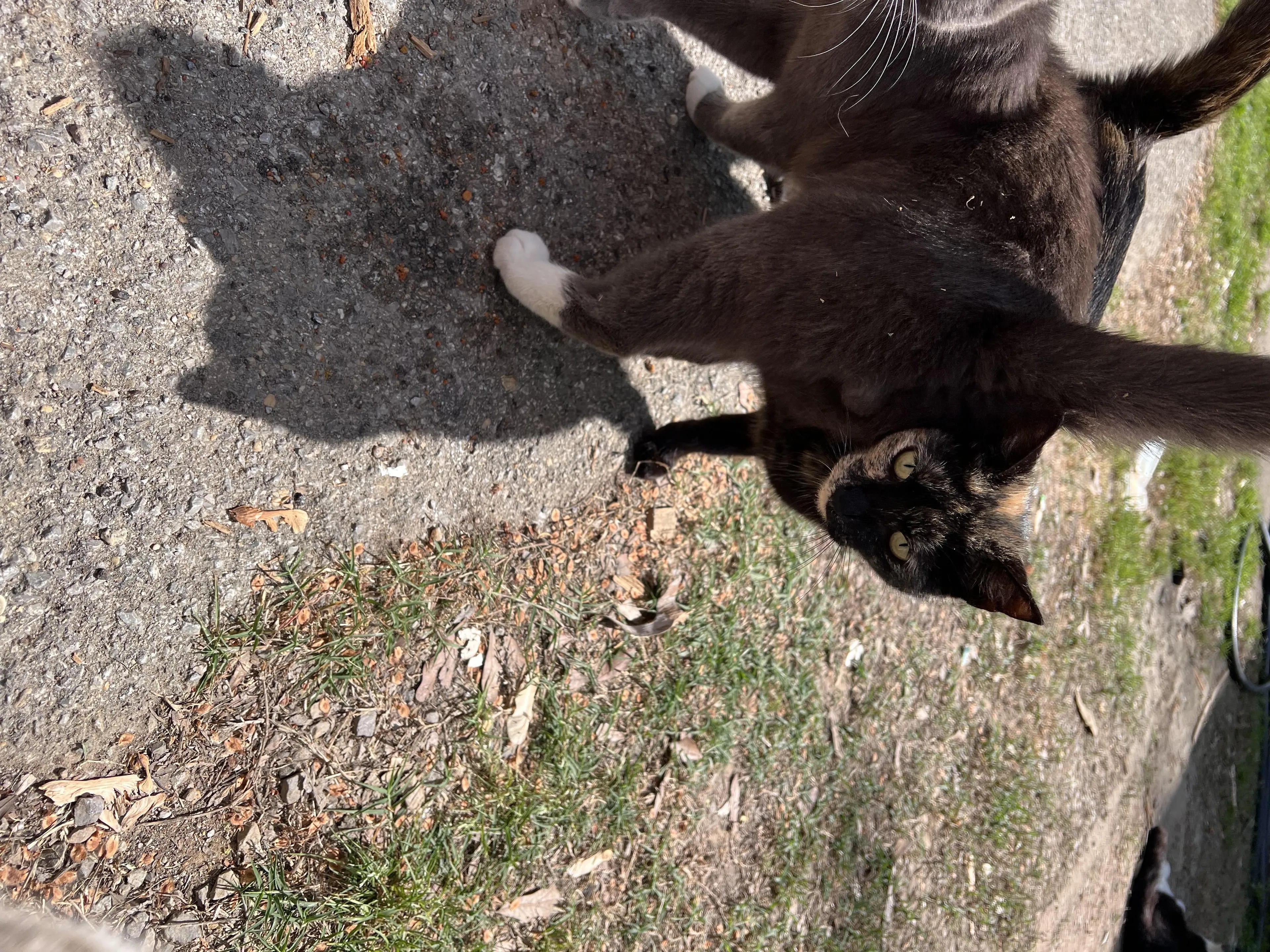 Found pet