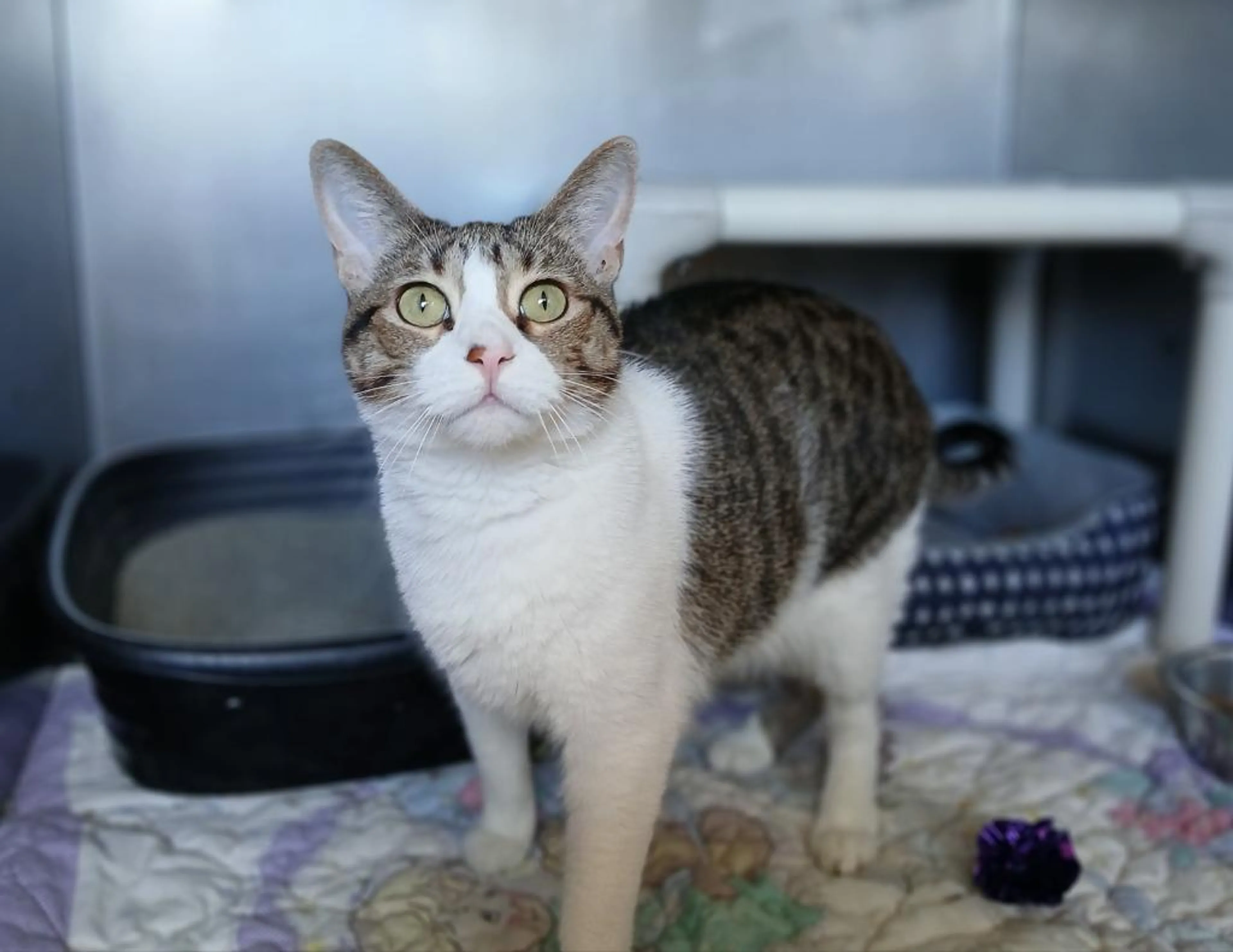 Found pet-1