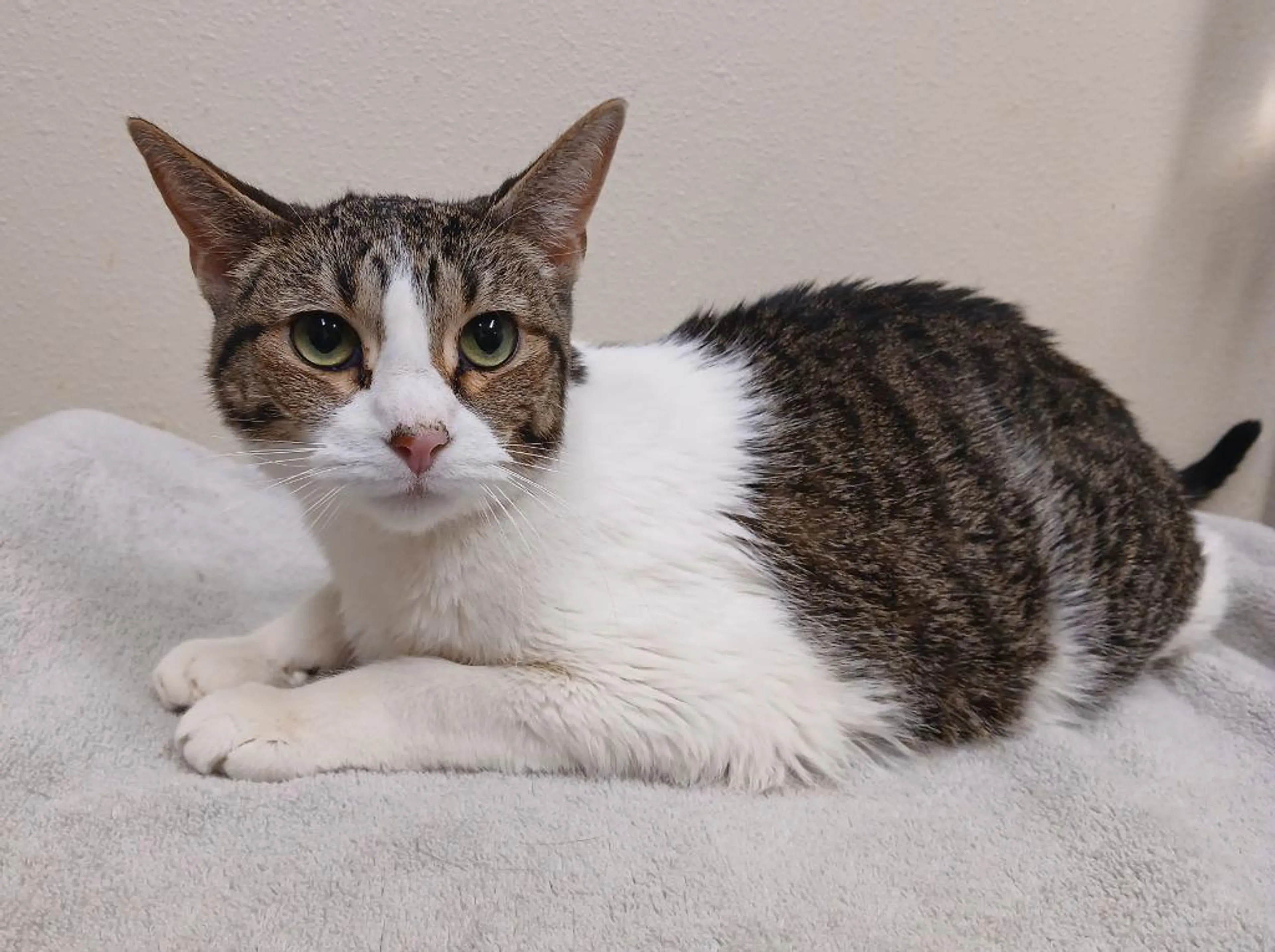 Found pet-2