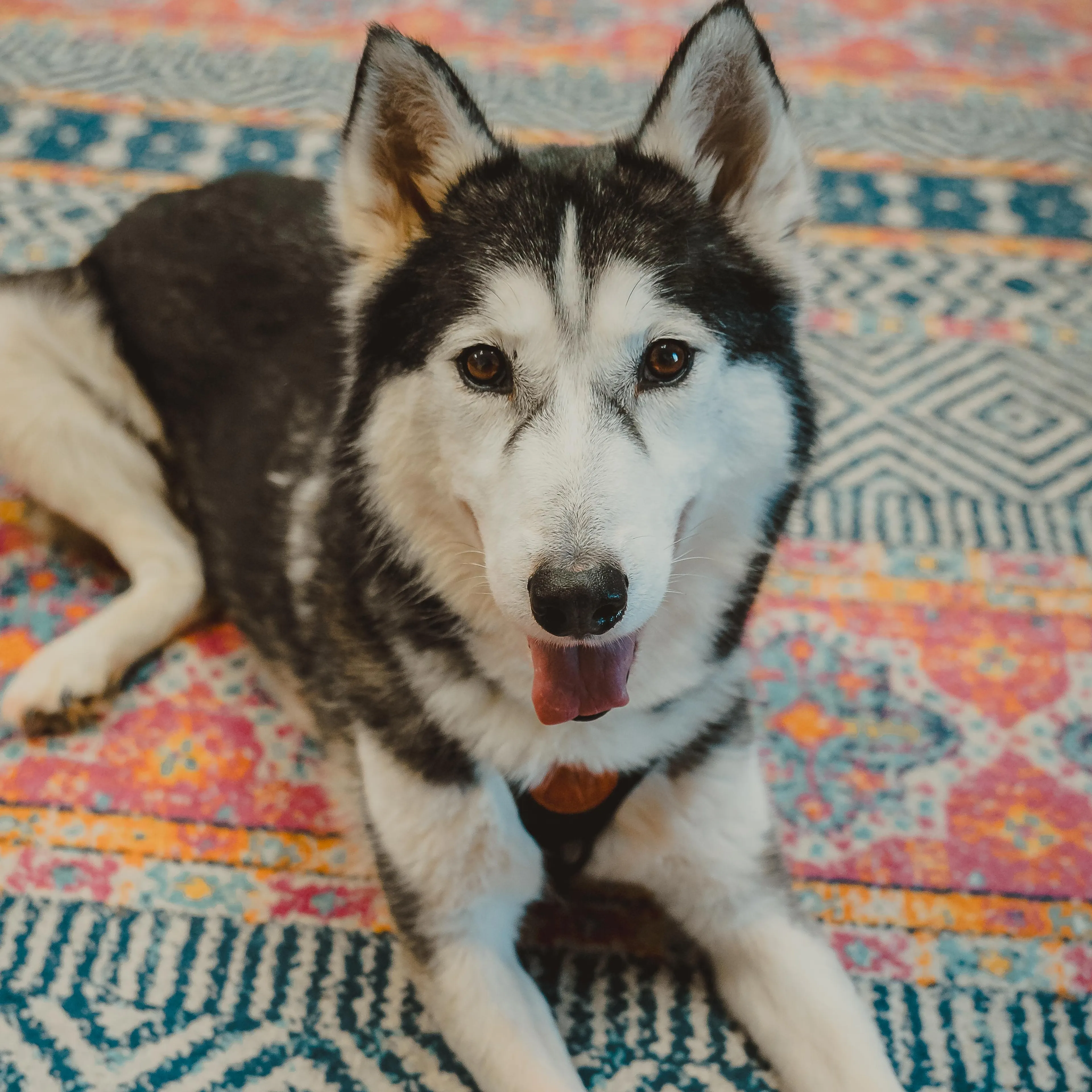 Found pet-4