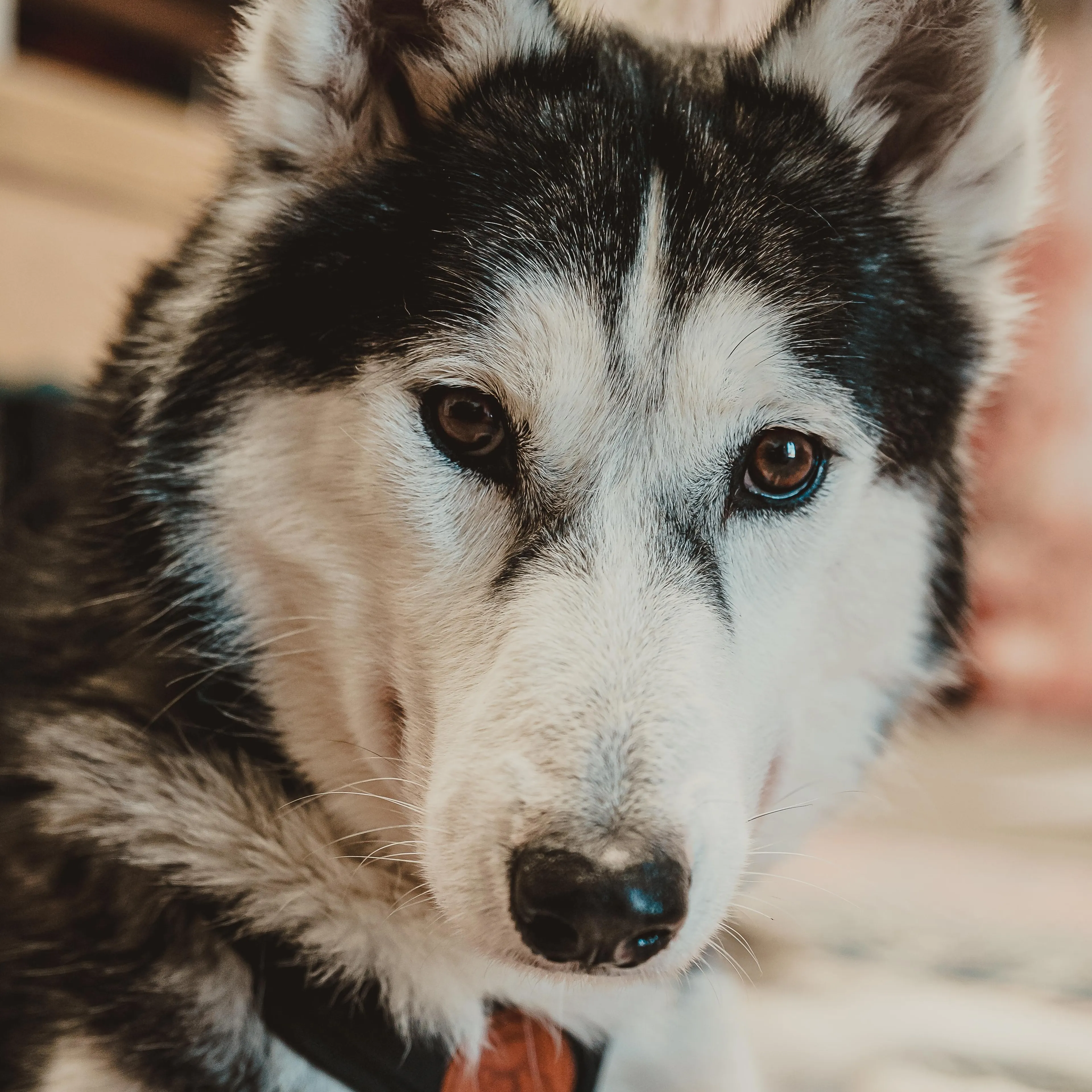 Found pet-1