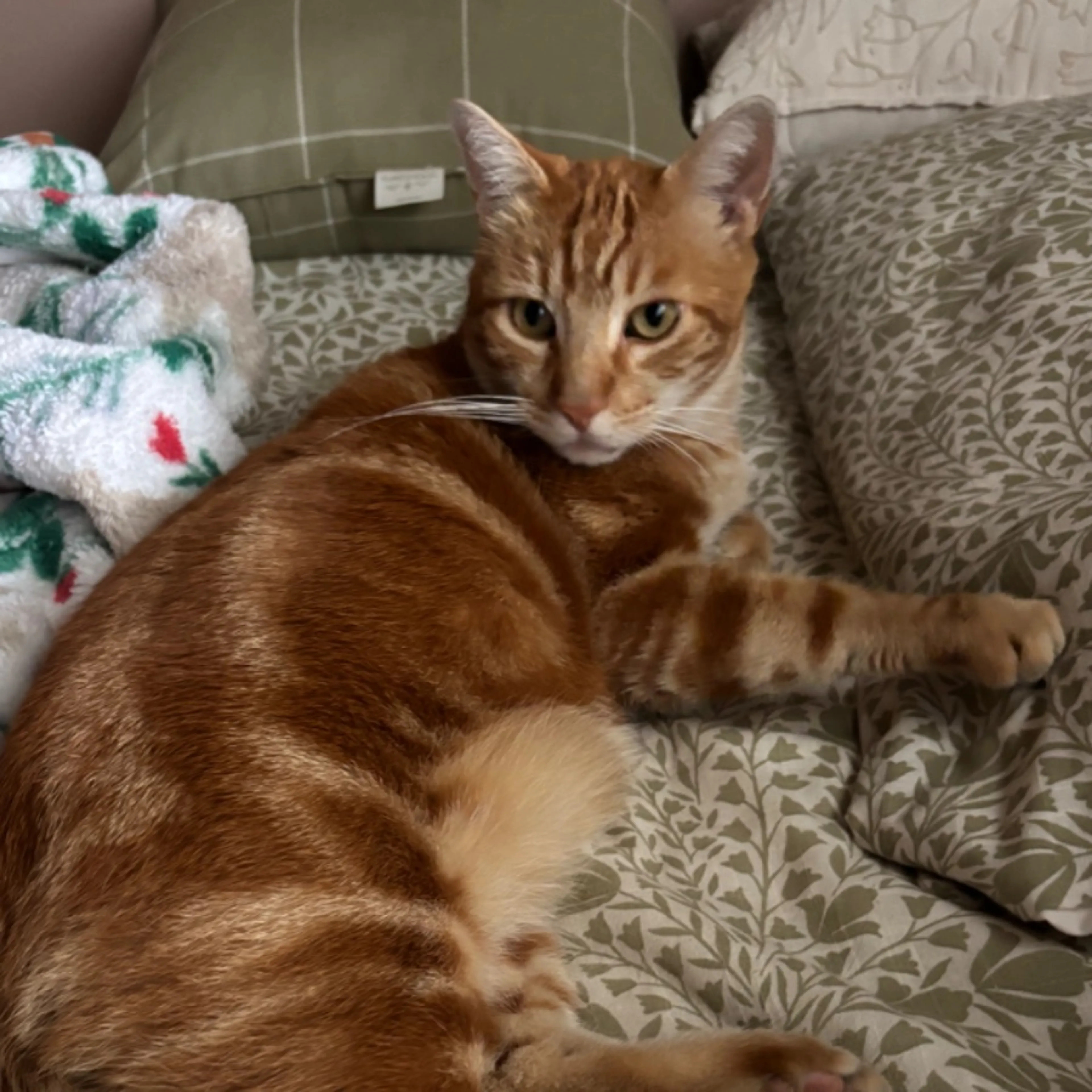 Lost pet-0