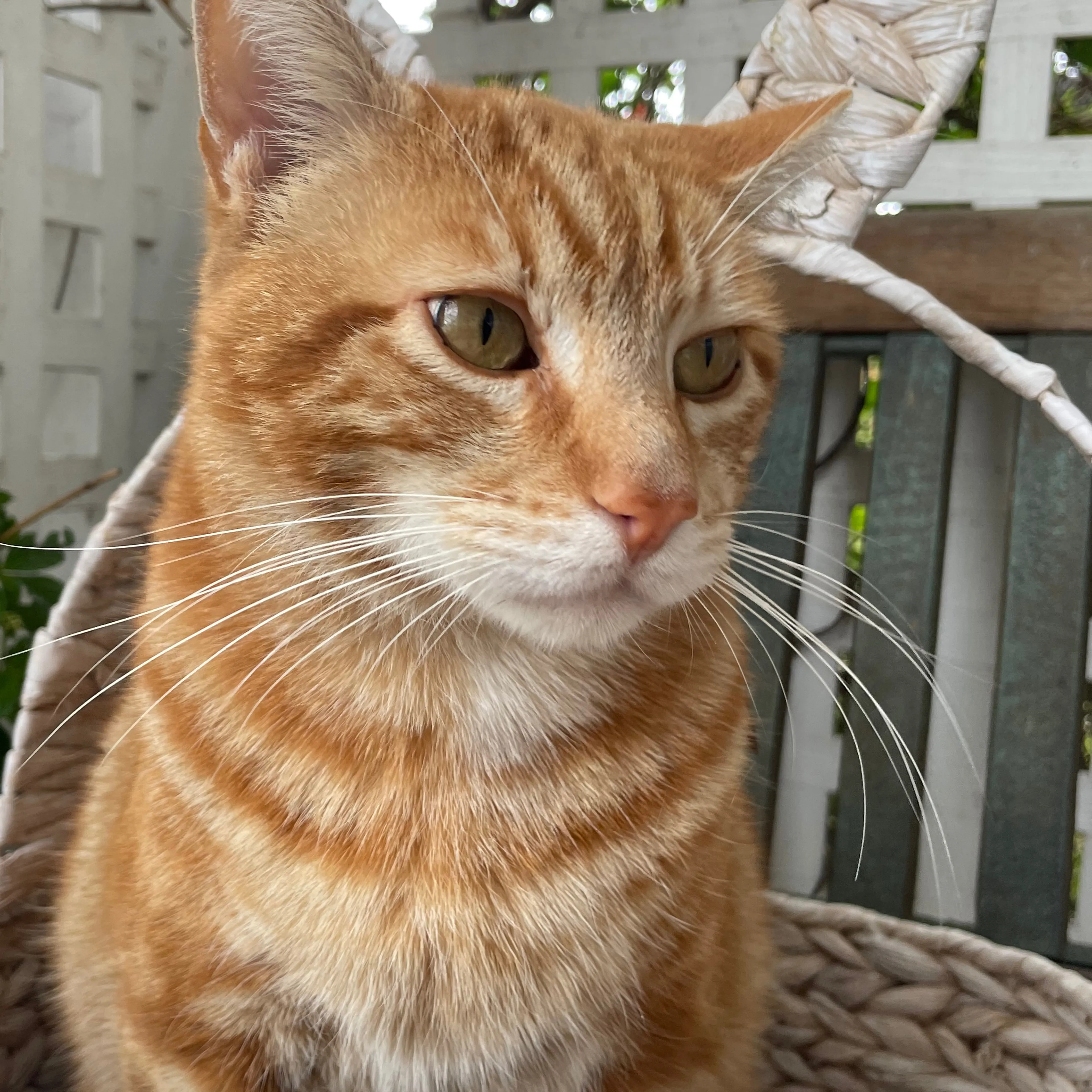 Lost pet-2