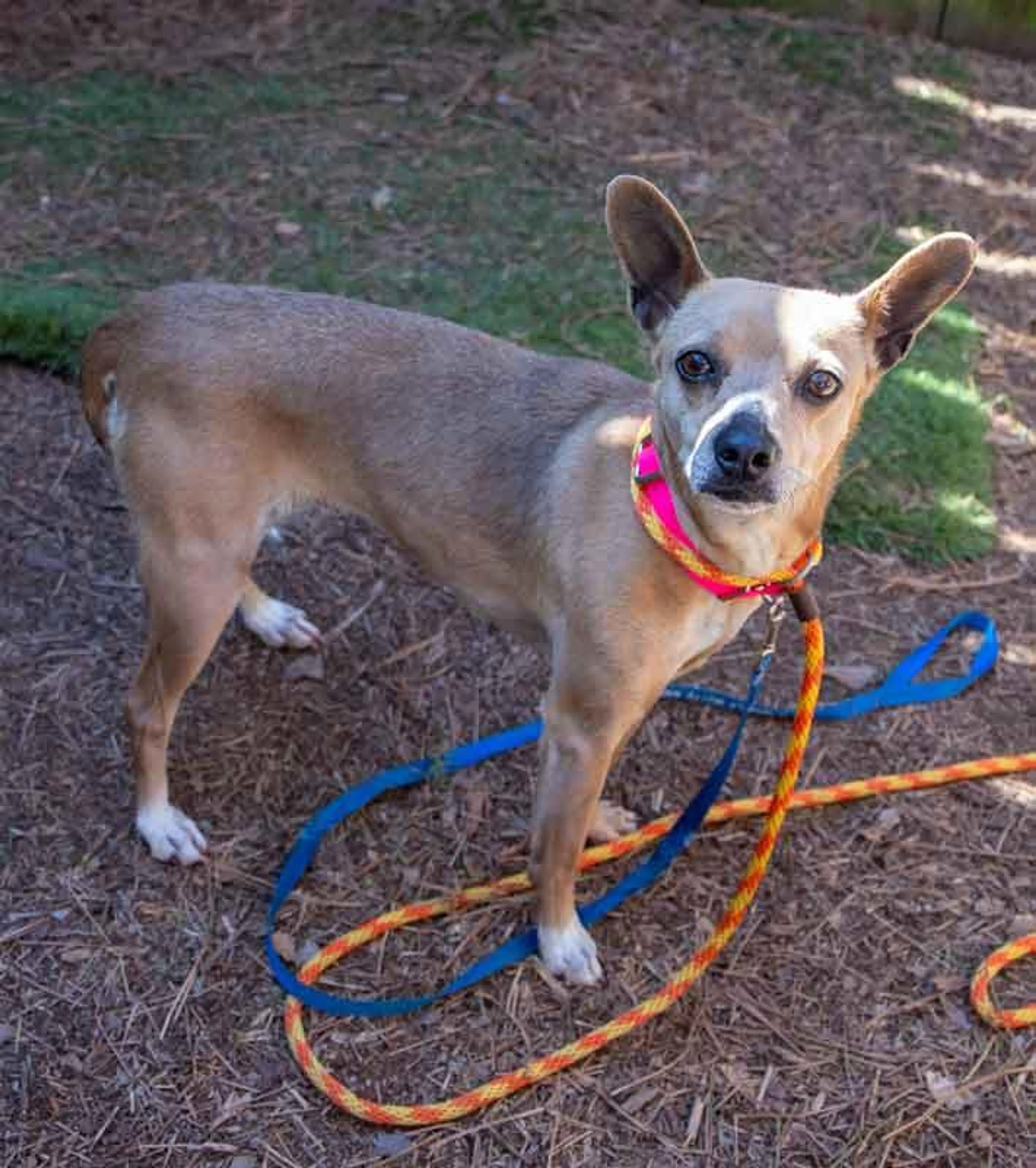 Found pet-2