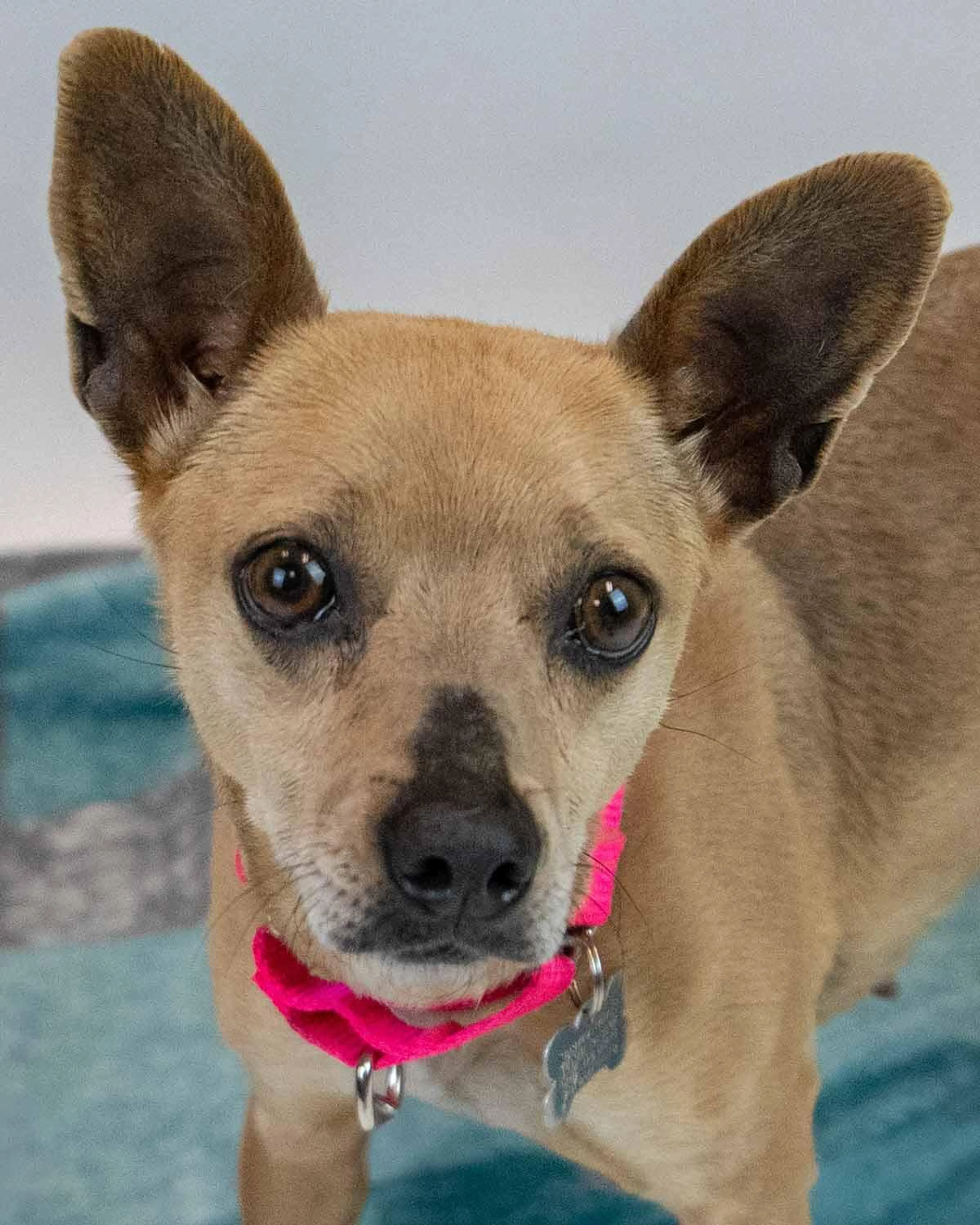 Found pet-1