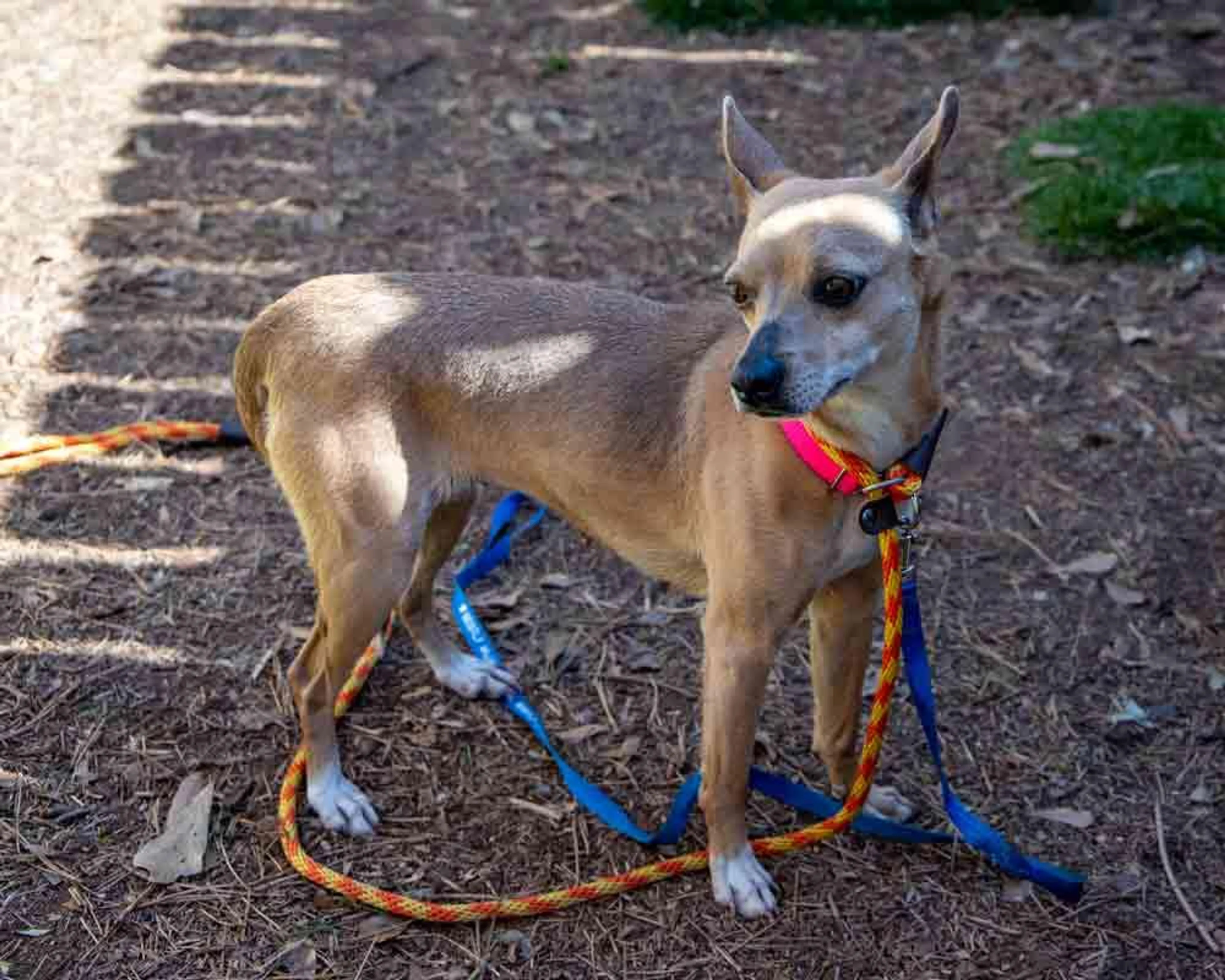 Found pet-4