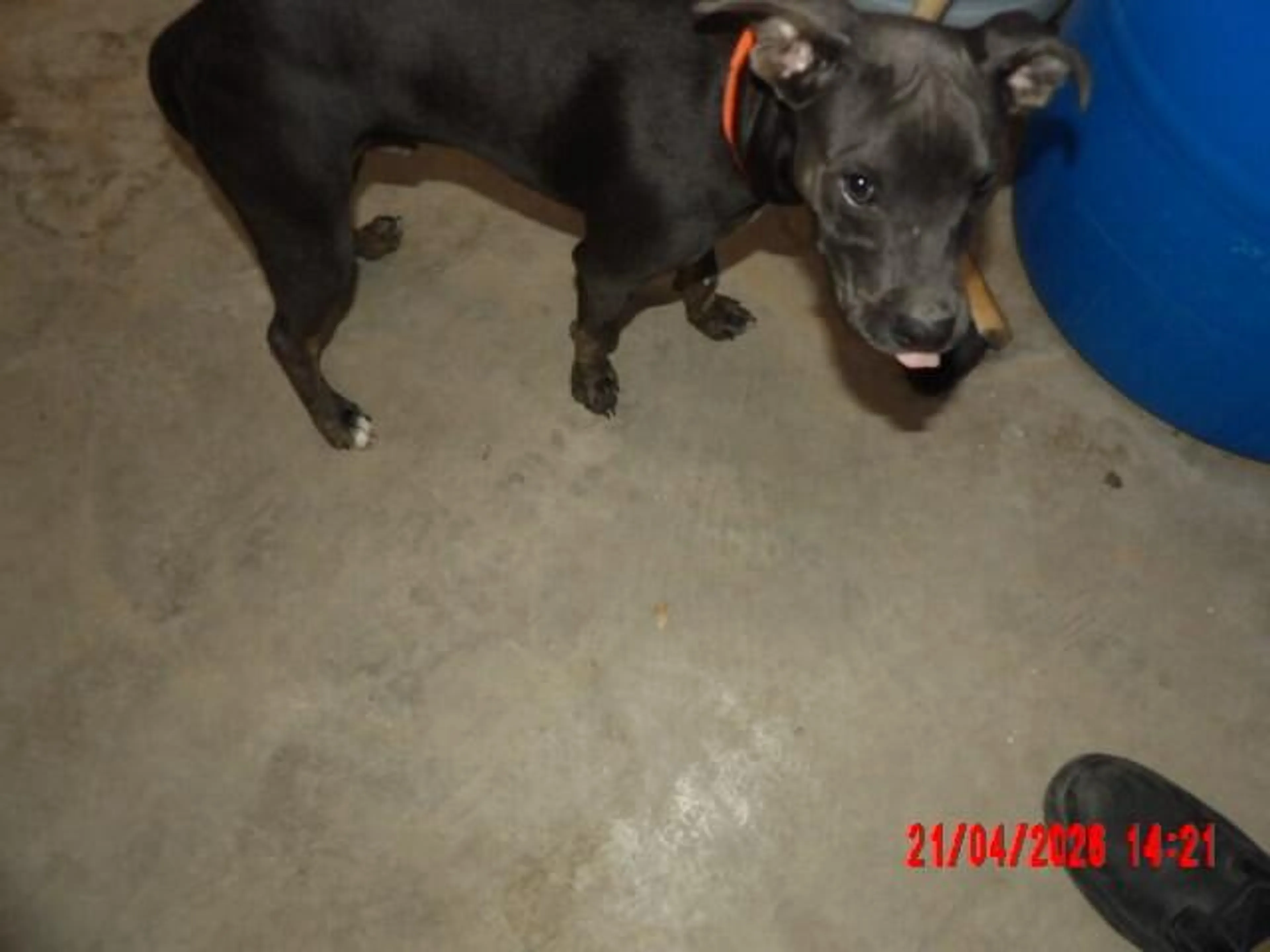 Found pet-2