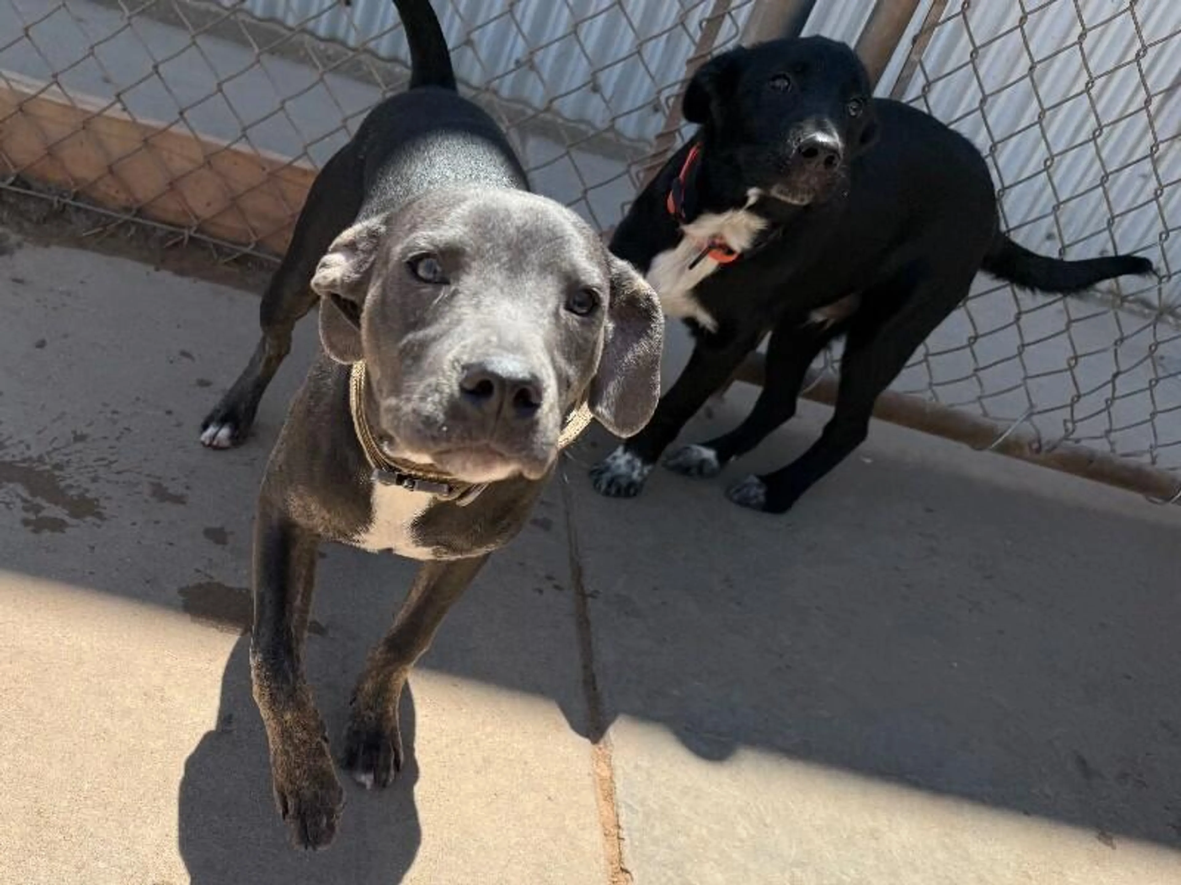 Found pet-1