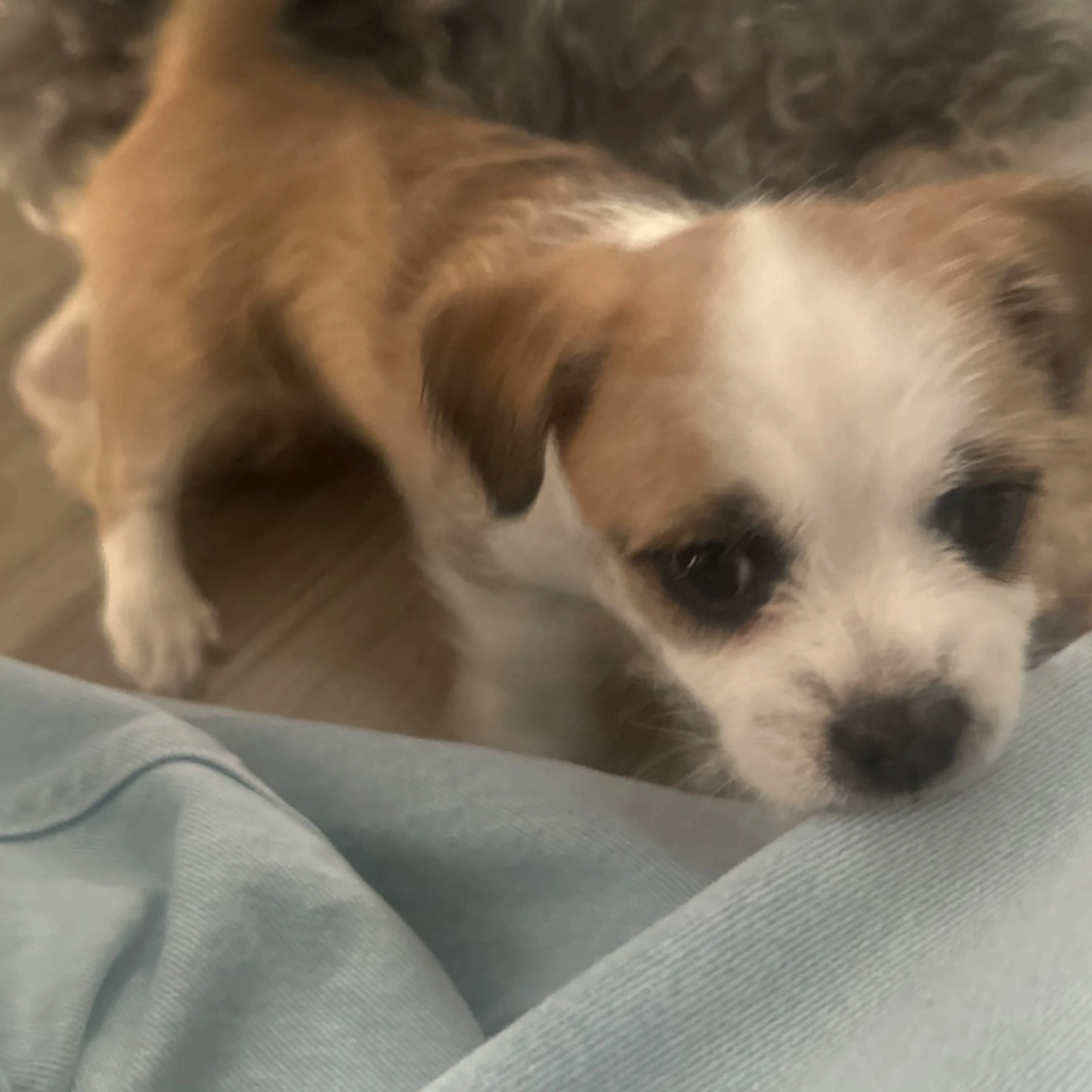 Lost pet