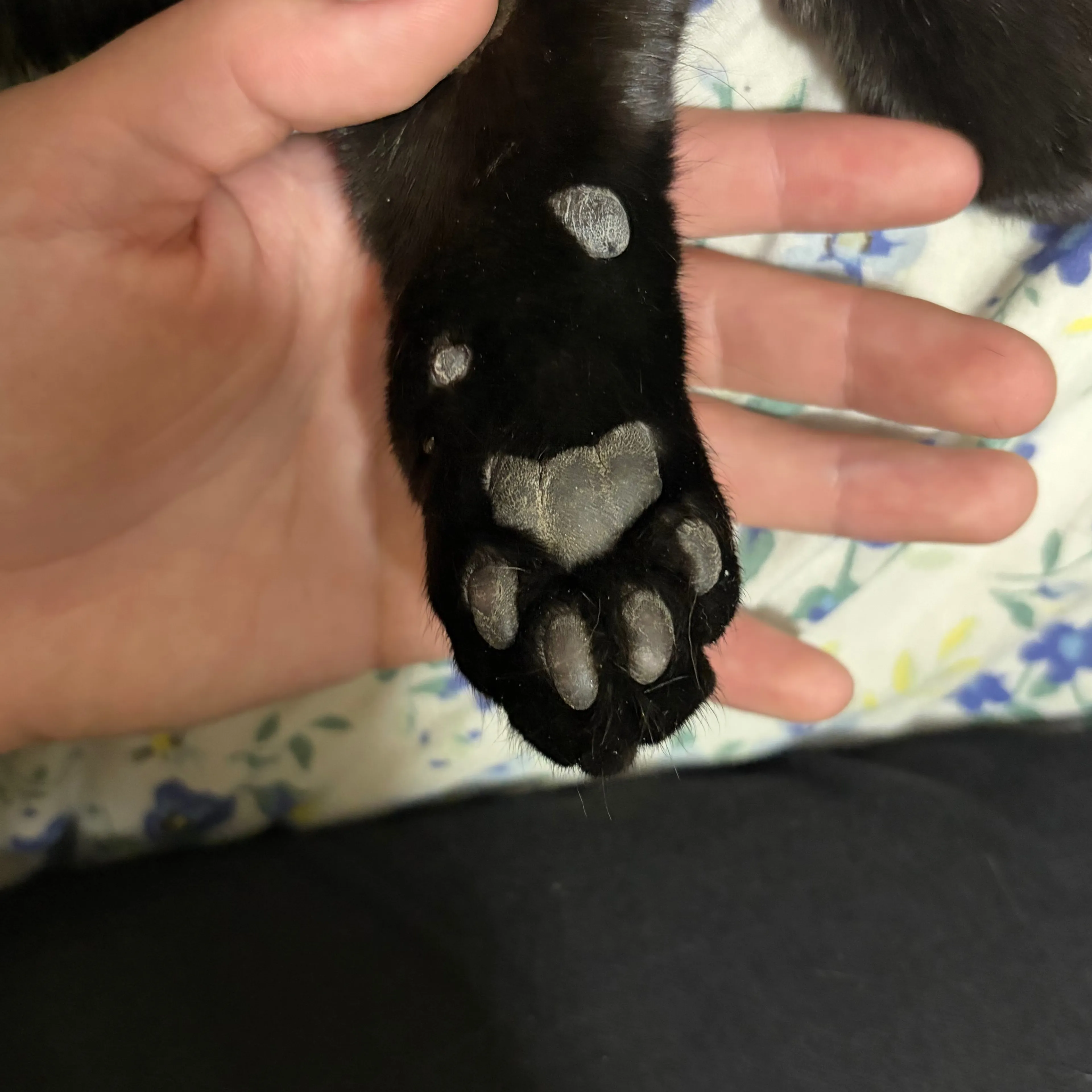 Lost pet-2