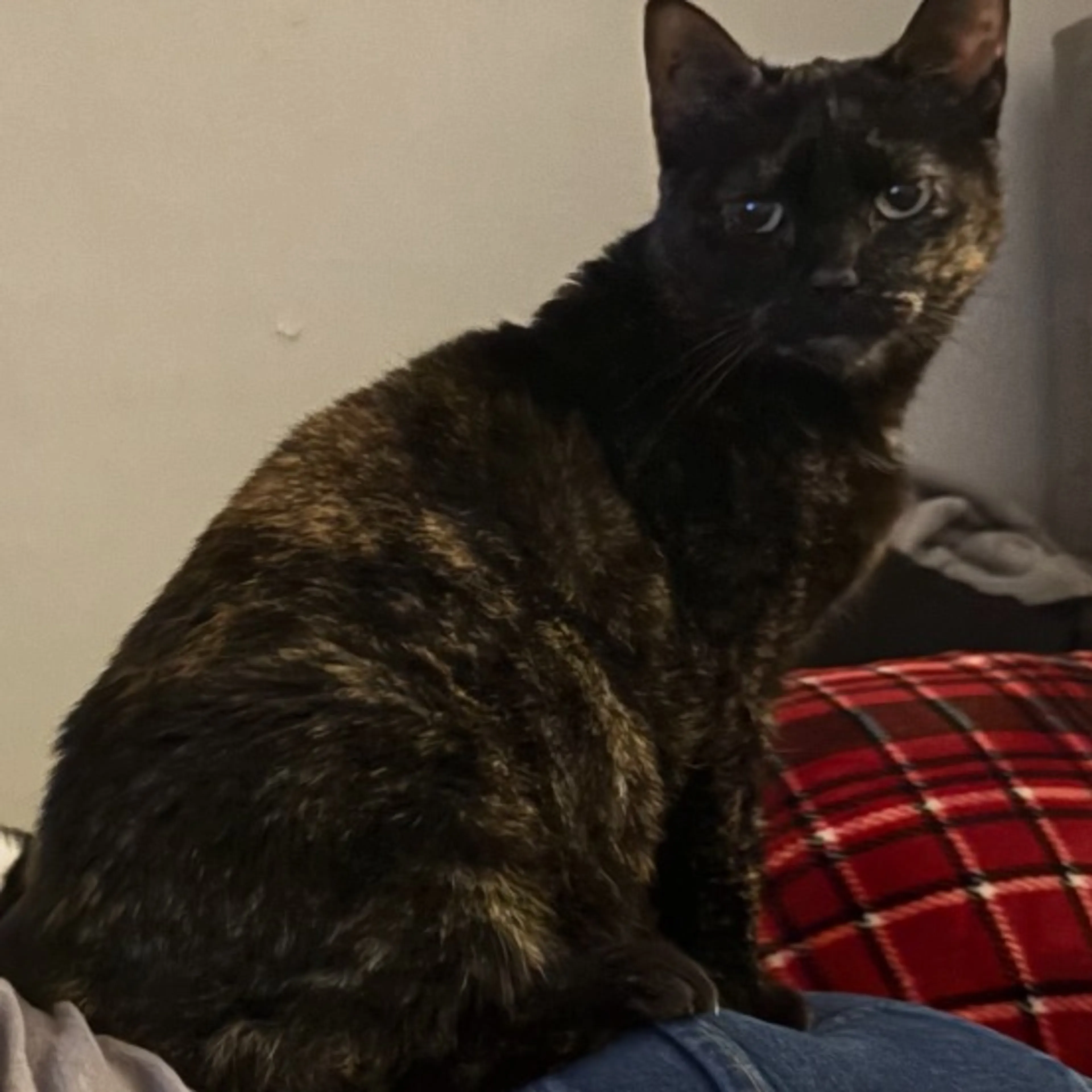 Lost pet