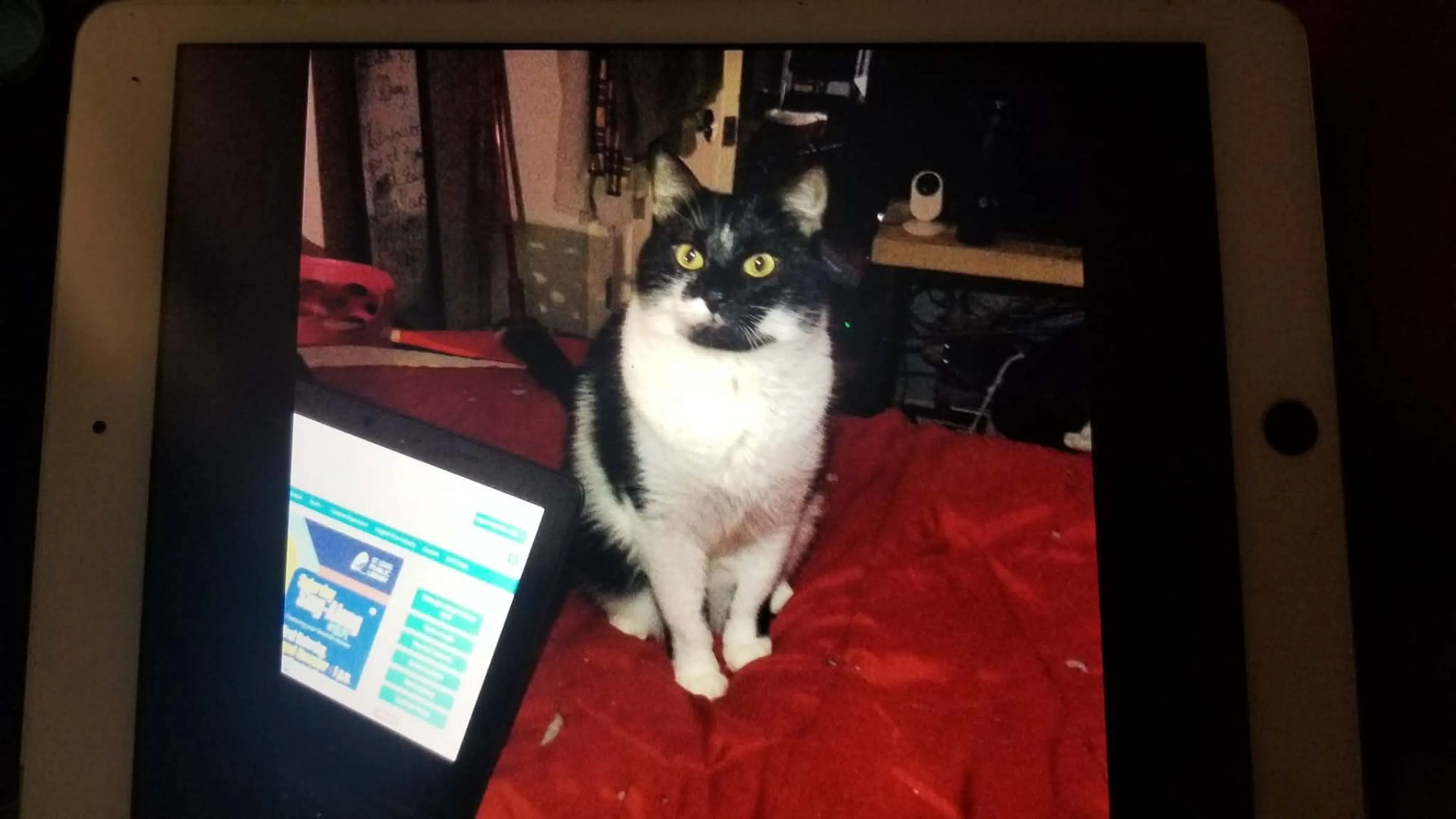 Lost pet-2