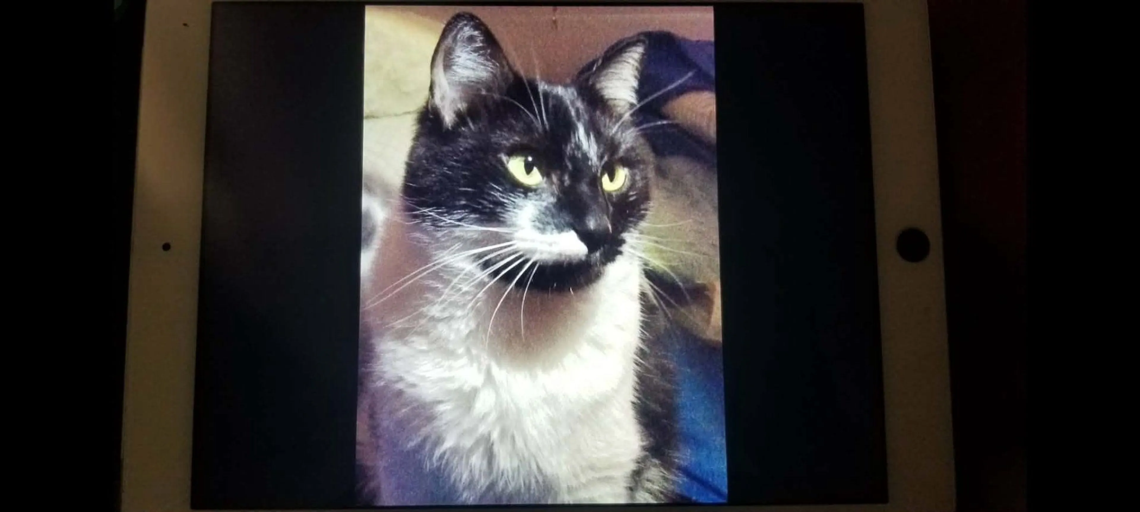 Lost pet-1