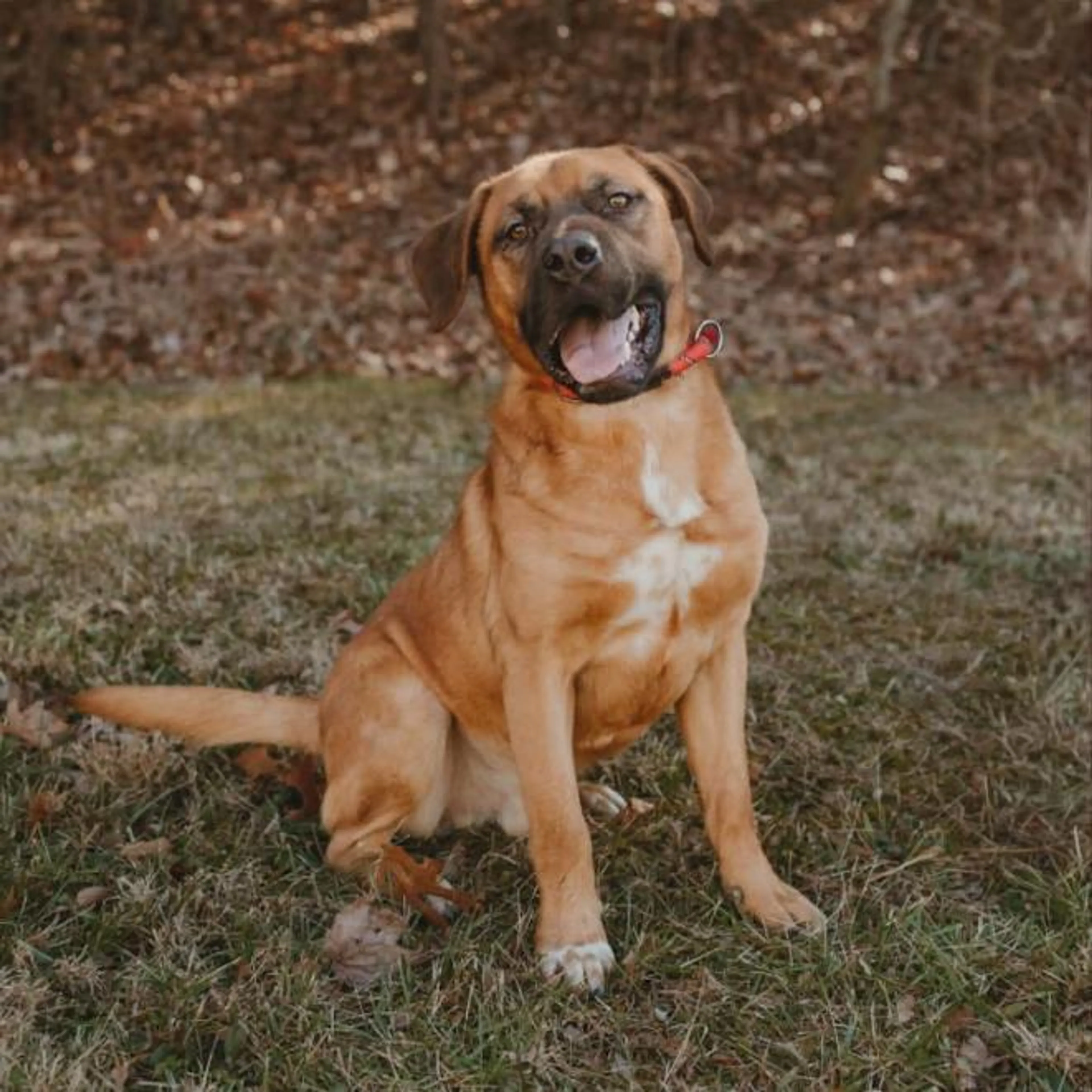 cdn image