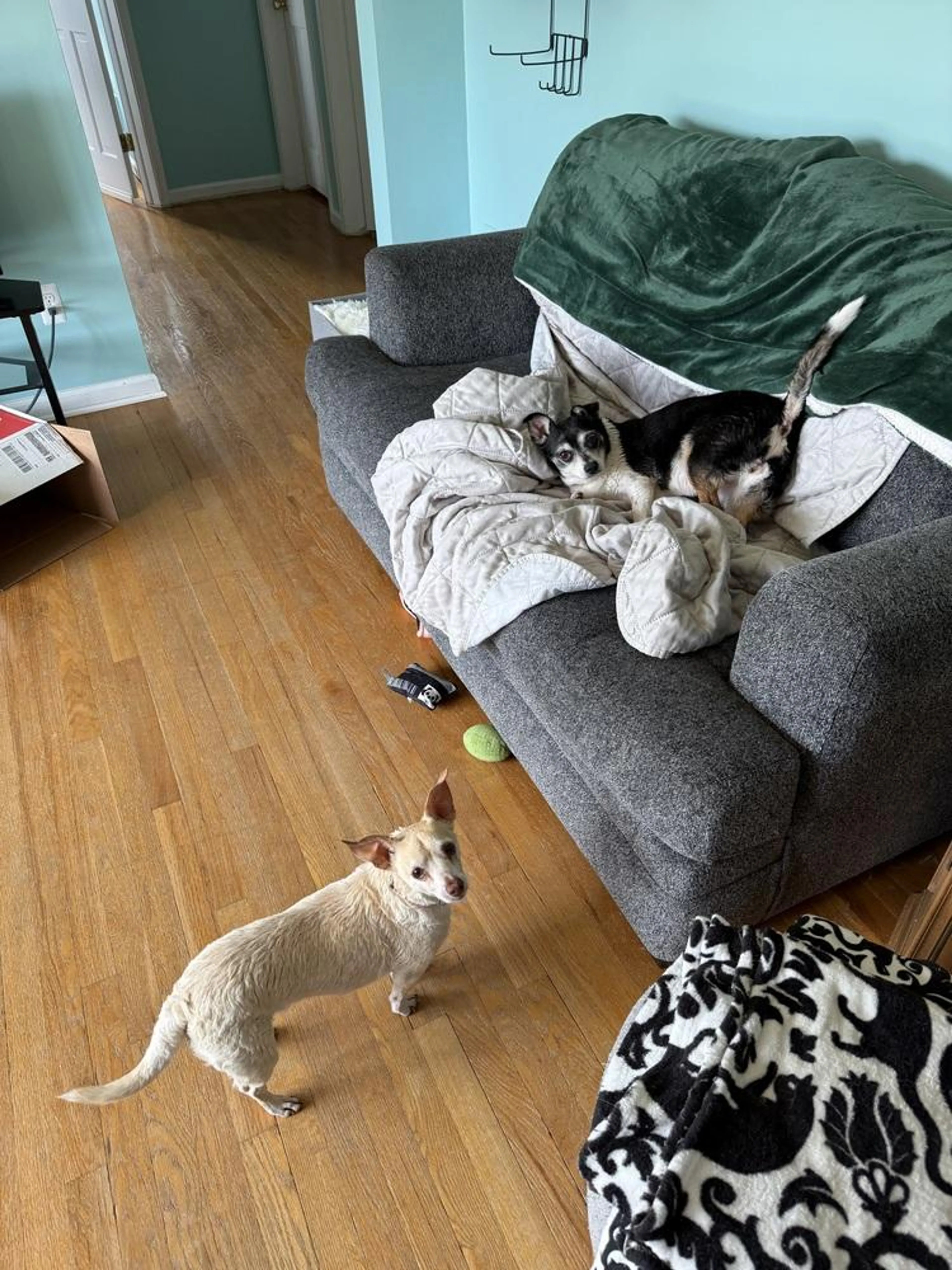 Found pet-2