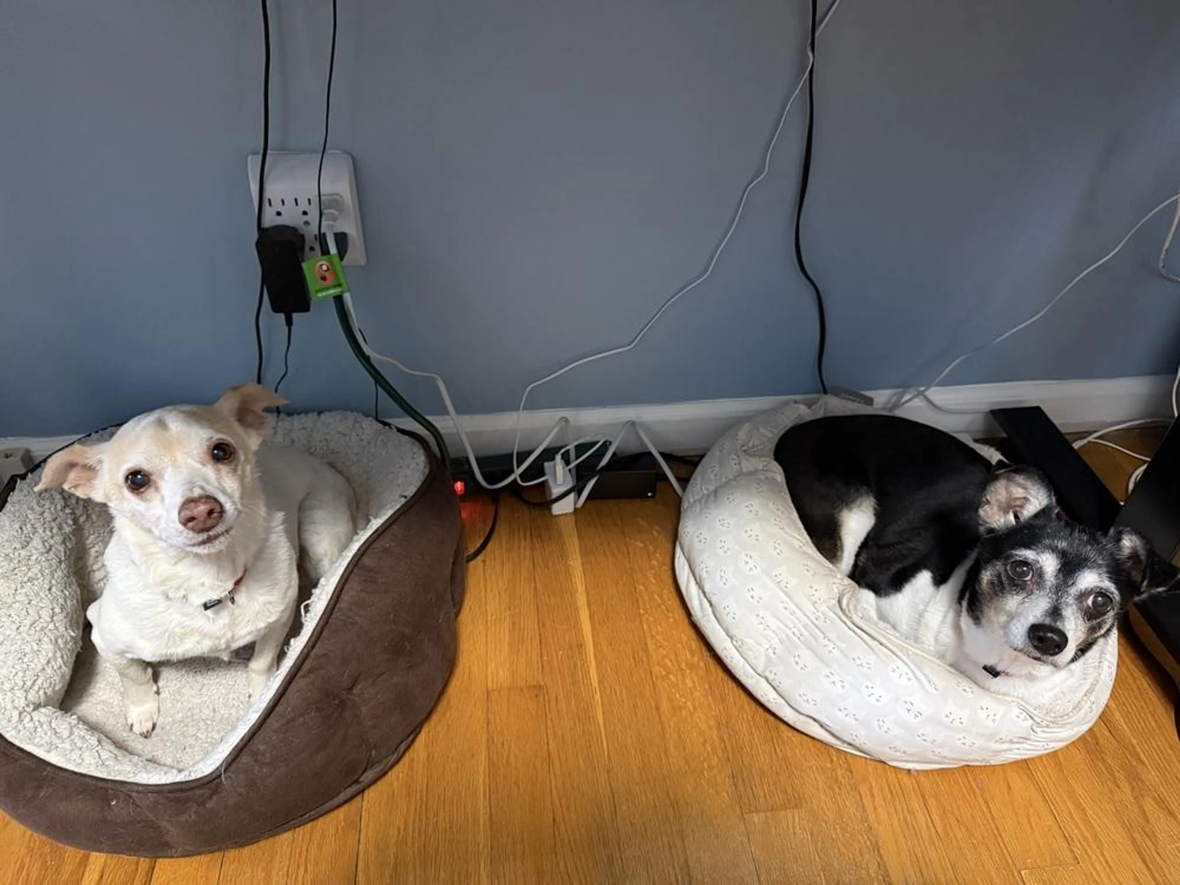 Found pet-1