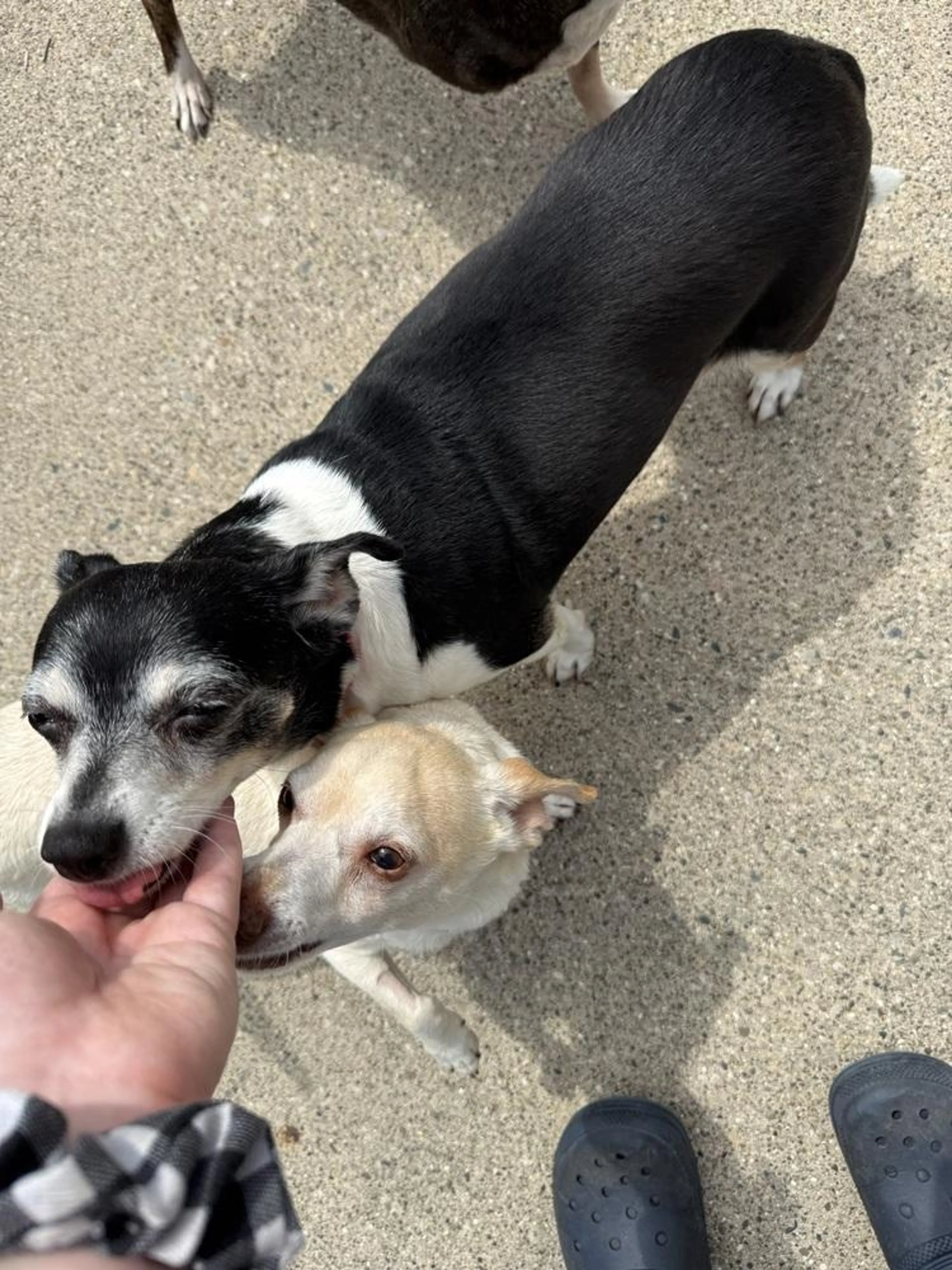 Found pet-0