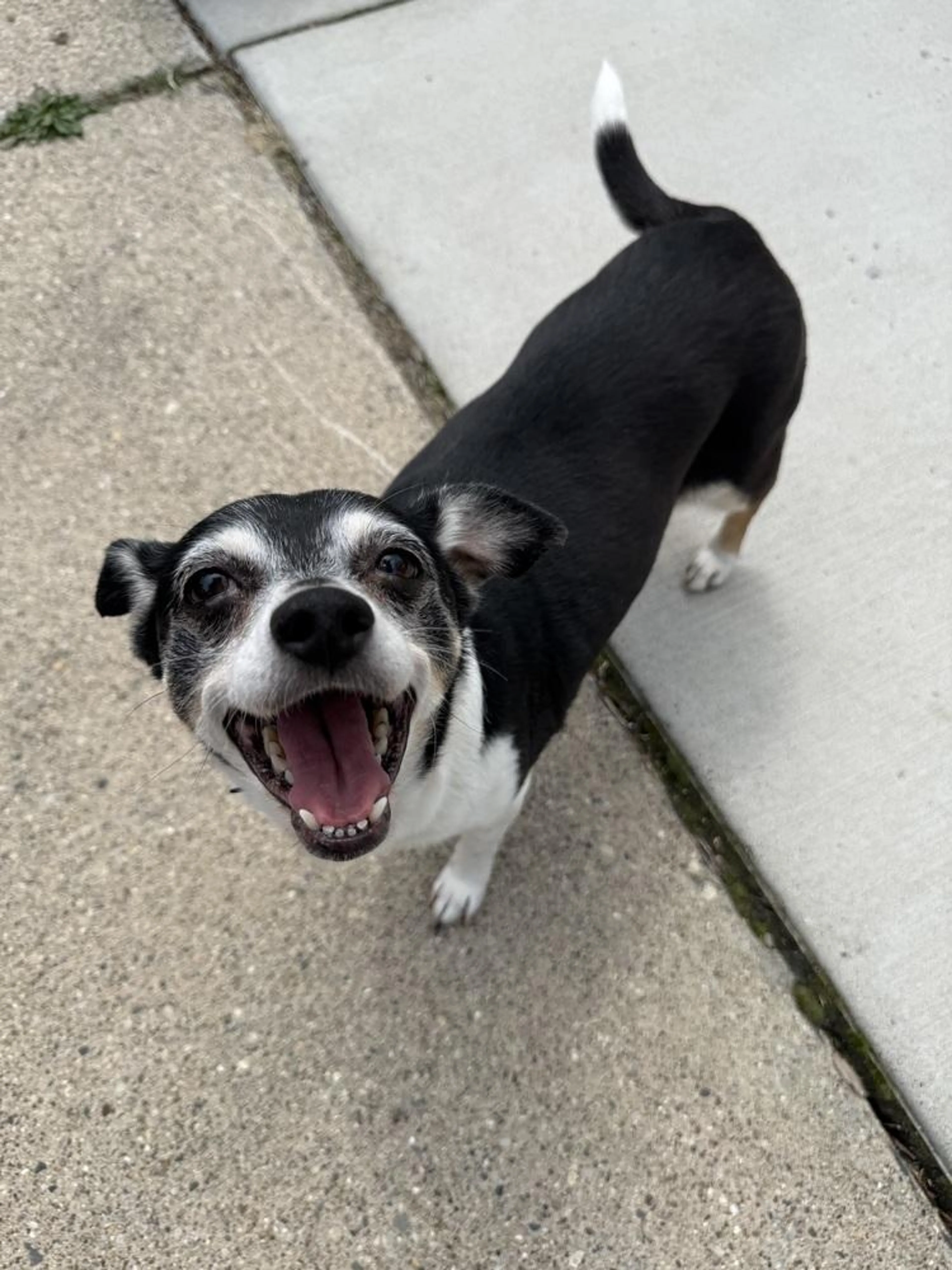 Found pet-5